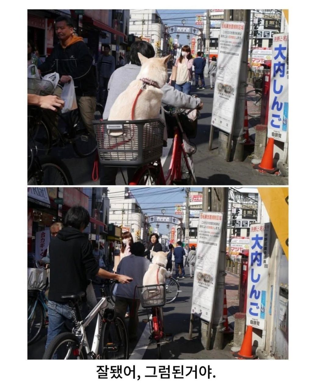 어떤-강아지가-나를-아련하게-쳐다본다..-4-이미지