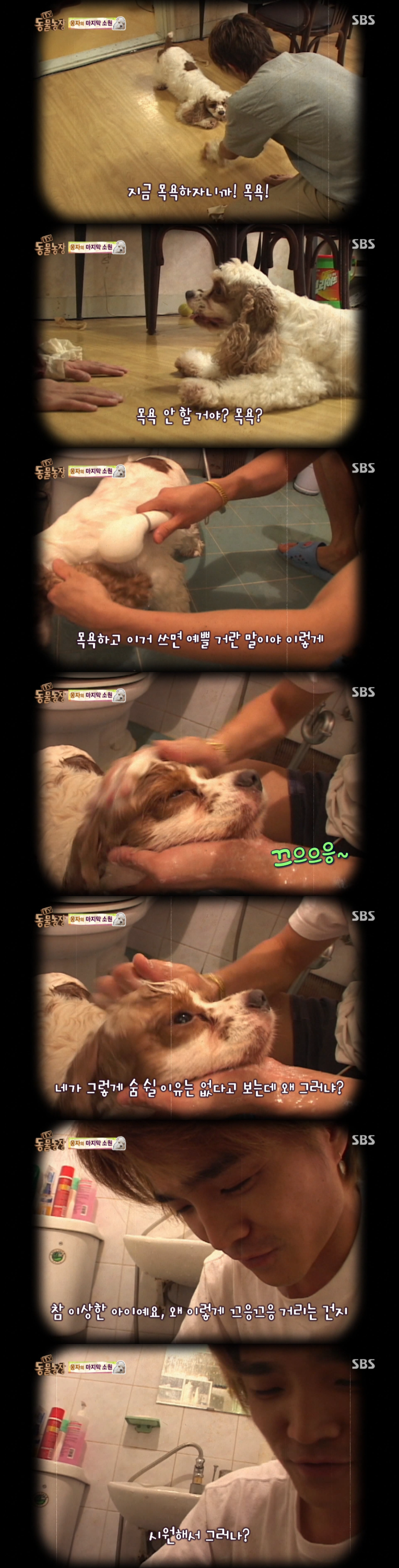 동물농장이-낳은-스타강아지-웅자,-그-후의-이야기-8-이미지