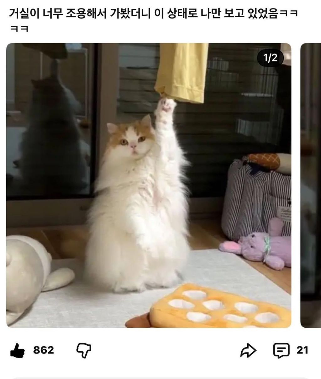 거실이-너무-조용해서-가봤더니-0-이미지