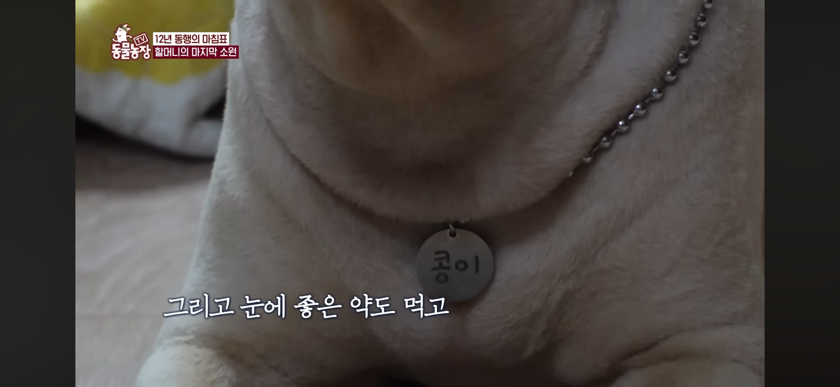 [동물농장]-87세-할머니가-병원-치료를-거부한-이유-74-이미지