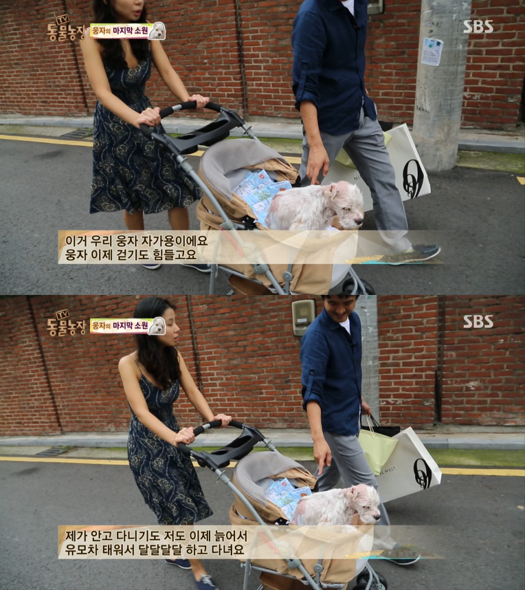 동물농장이-낳은-스타강아지-웅자,-그-후의-이야기-12-이미지