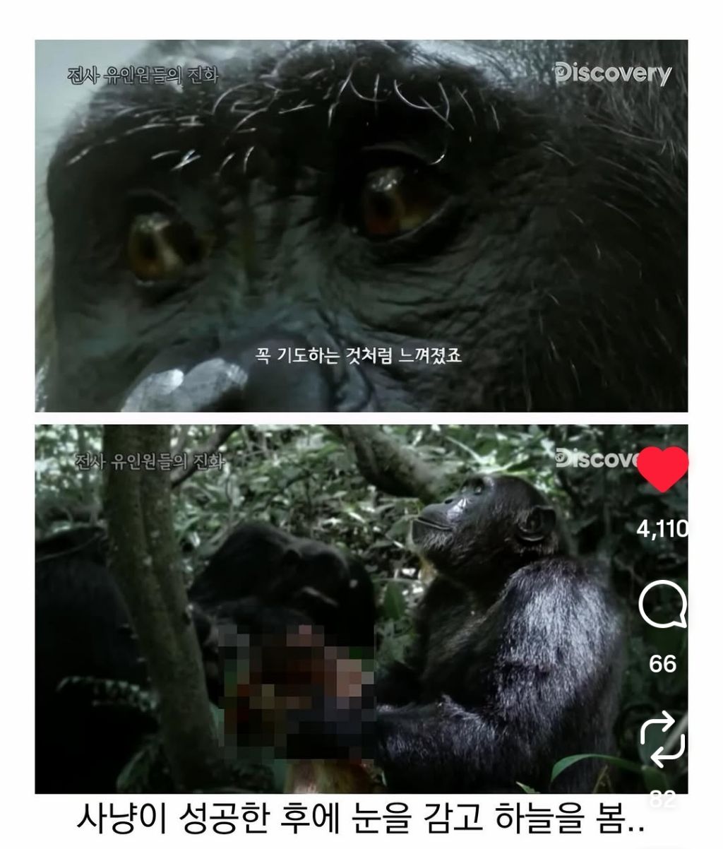 최근-종교를-가지기-시작한-침팬치들-1-이미지