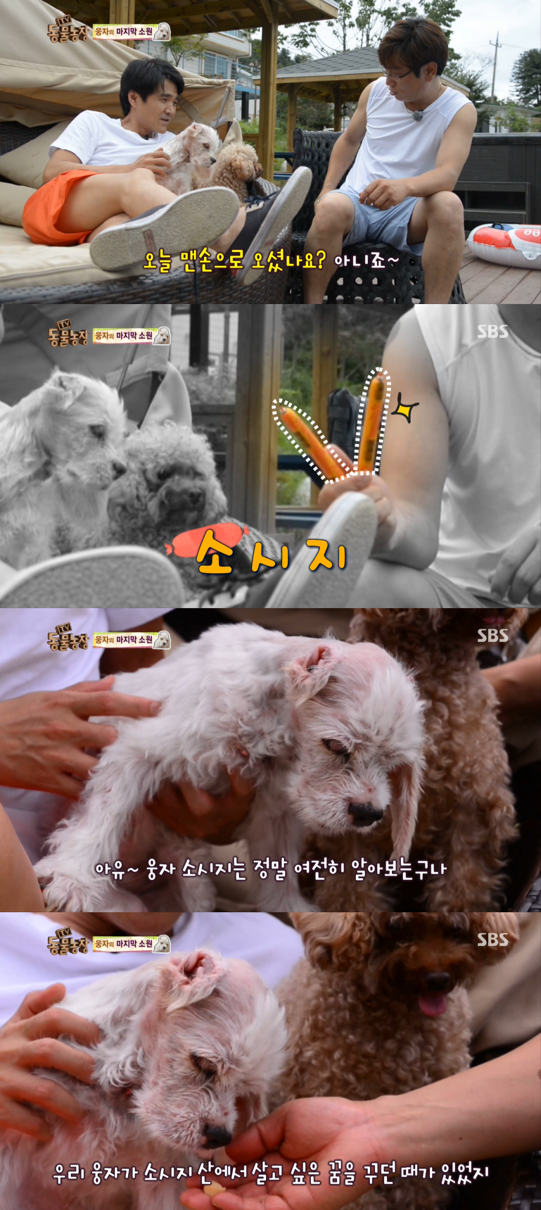 동물농장이-낳은-스타강아지-웅자,-그-후의-이야기-28-이미지