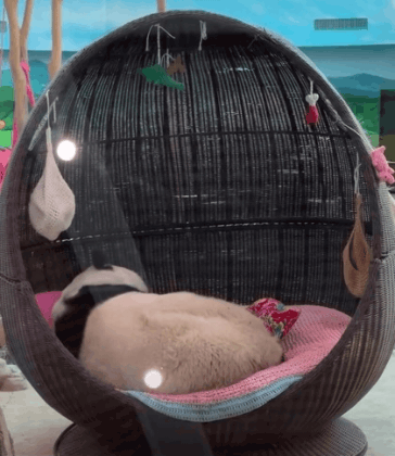 공주침대에서-막-자다-깬-판다🐼-0-이미지