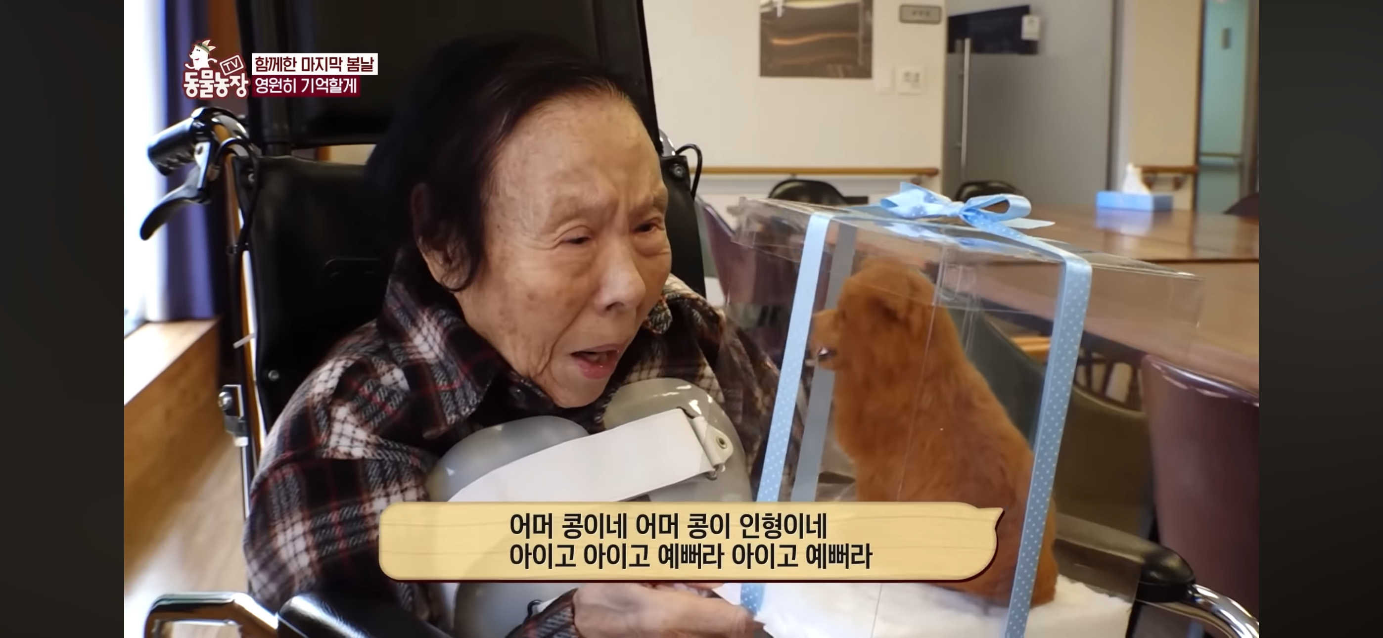 [동물농장]-87세-할머니가-병원-치료를-거부한-이유-94-이미지