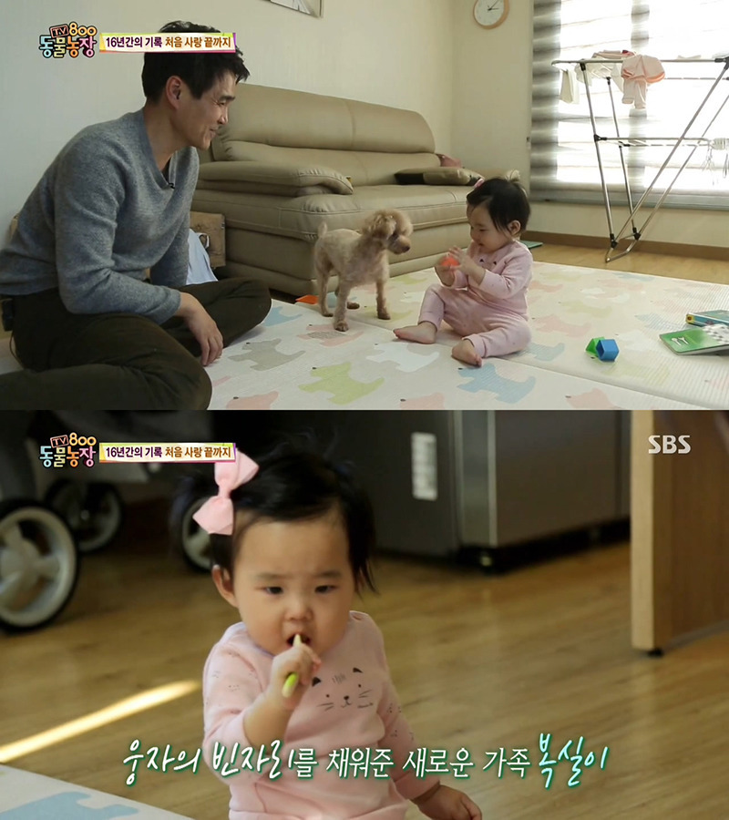 동물농장이-낳은-스타강아지-웅자,-그-후의-이야기-46-이미지