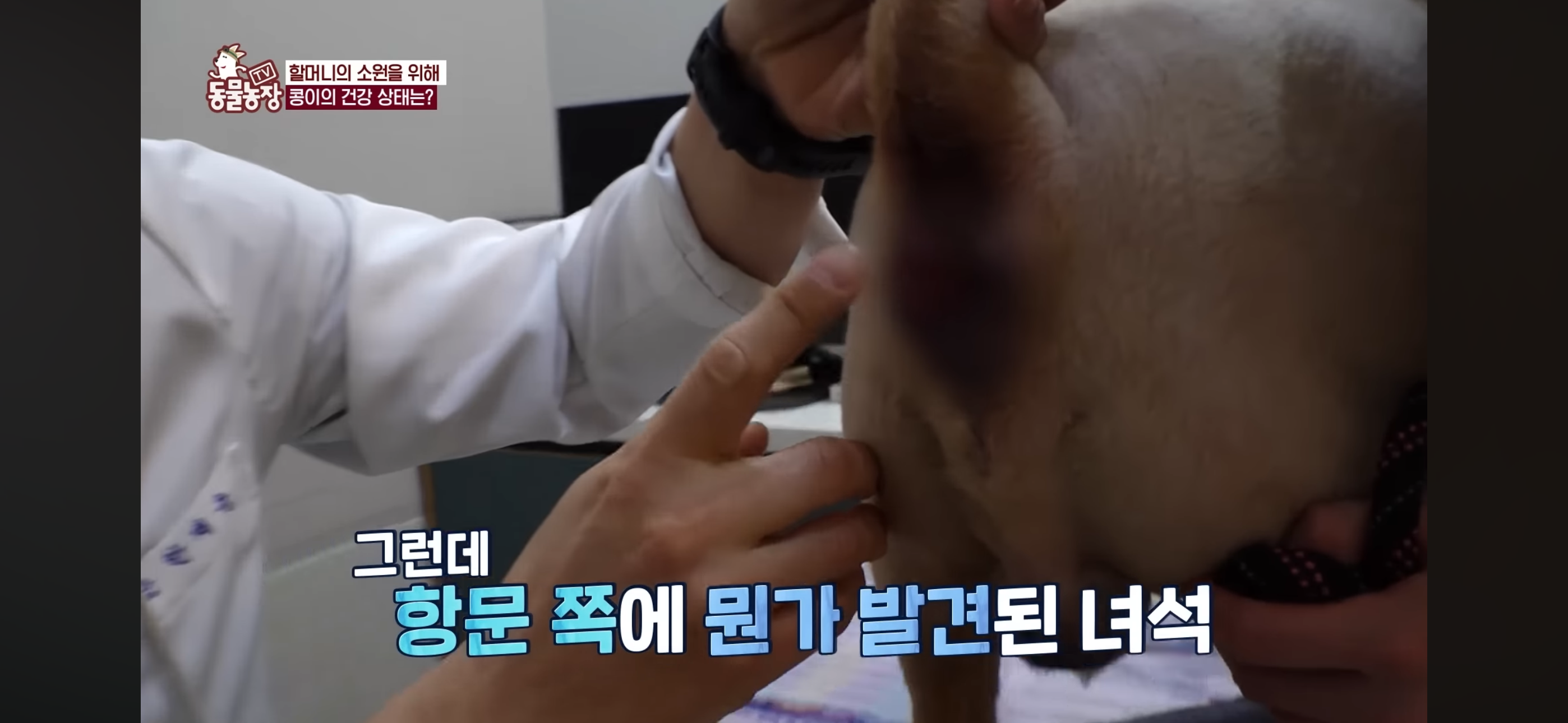 [동물농장]-87세-할머니가-병원-치료를-거부한-이유-86-이미지