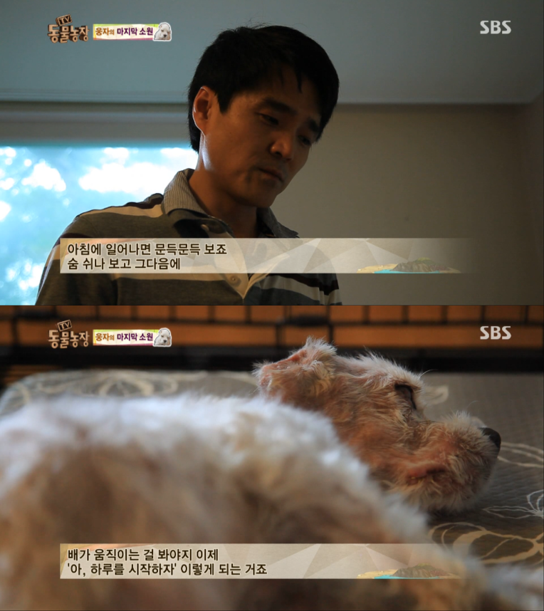 동물농장이-낳은-스타강아지-웅자,-그-후의-이야기-4-이미지