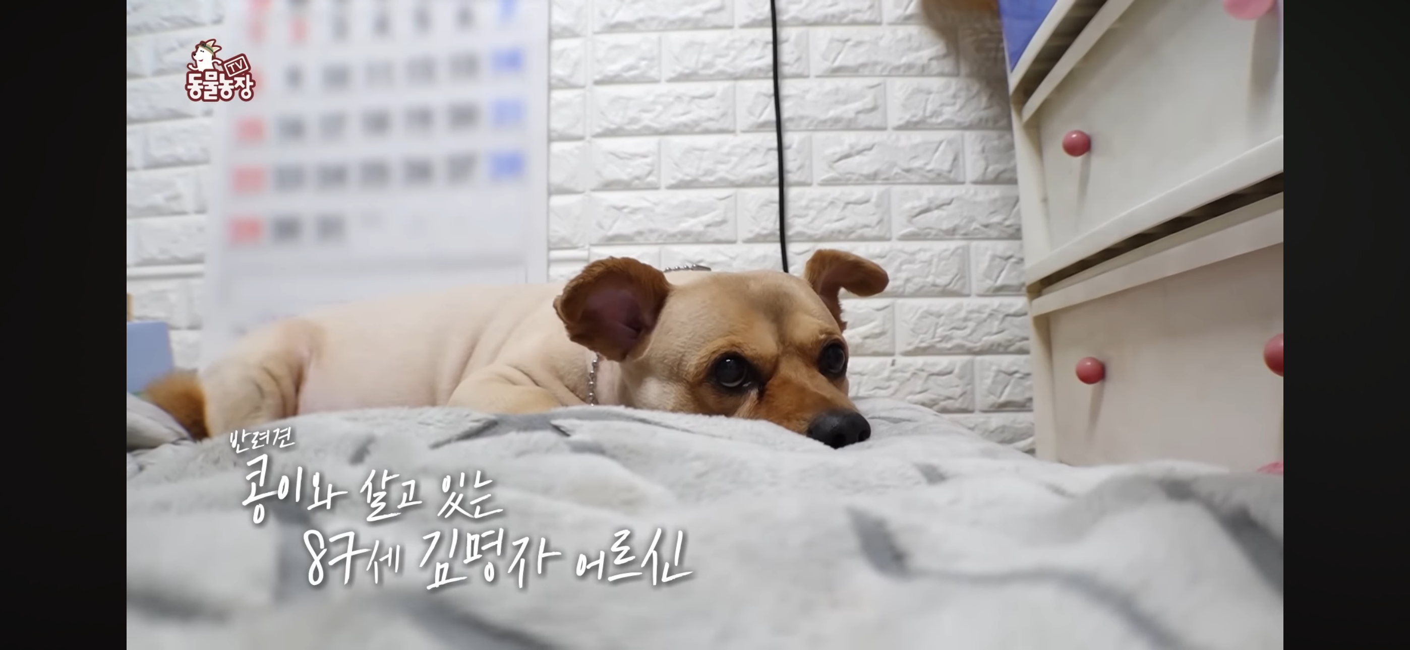 [동물농장]-87세-할머니가-병원-치료를-거부한-이유-2-이미지