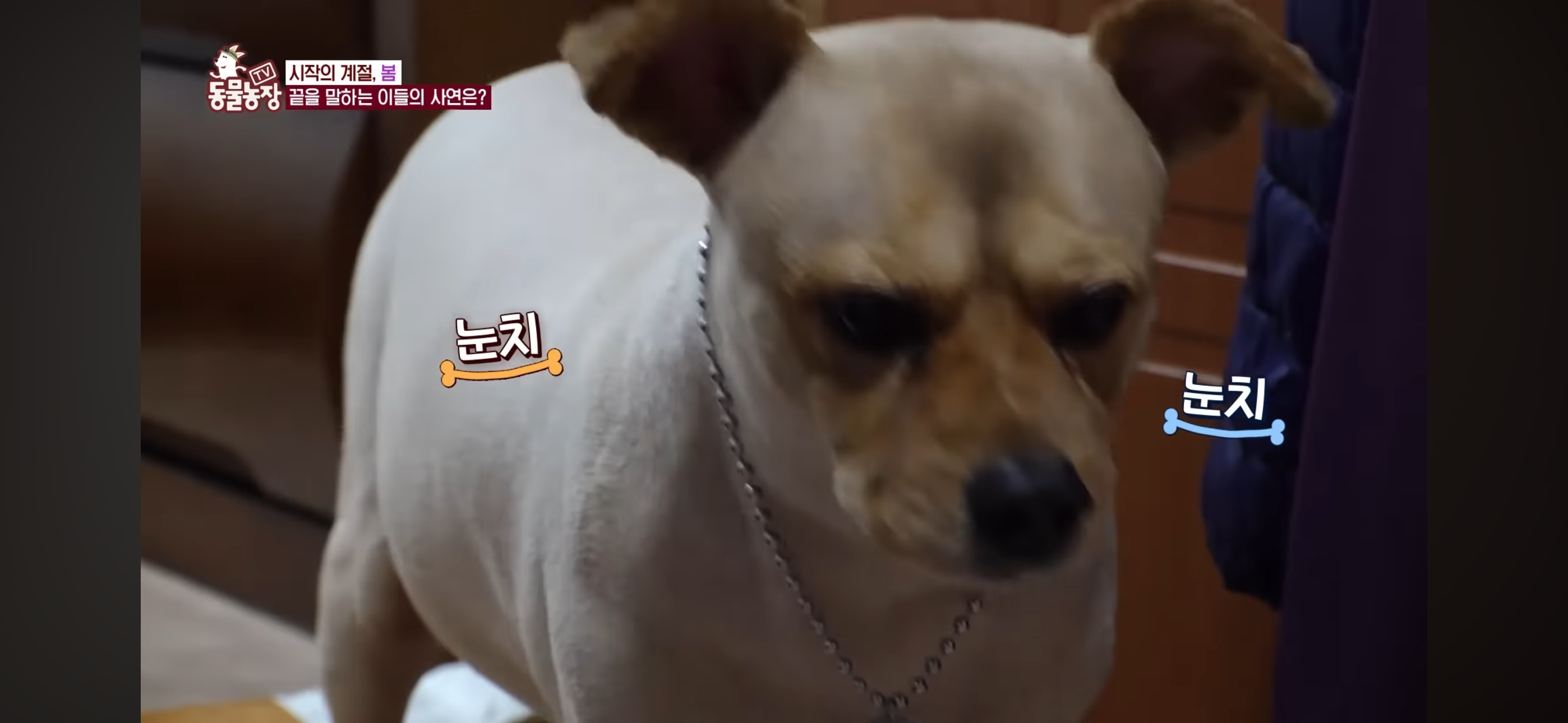 [동물농장]-87세-할머니가-병원-치료를-거부한-이유-17-이미지