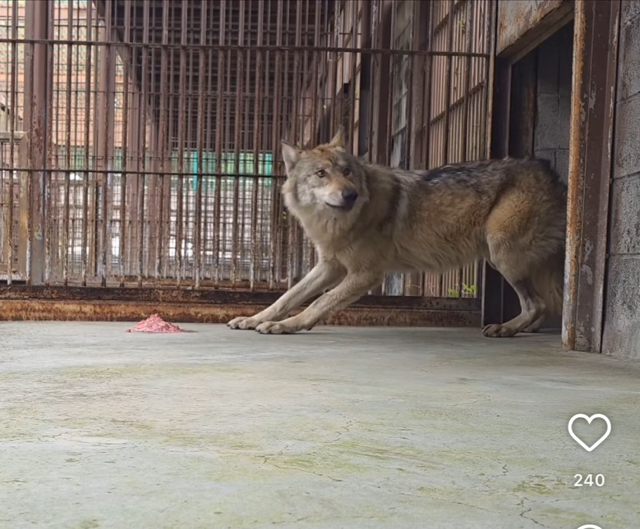경계심이-심해진거-같은-오늘자-늑구ㅠࡇㅠ-0-이미지