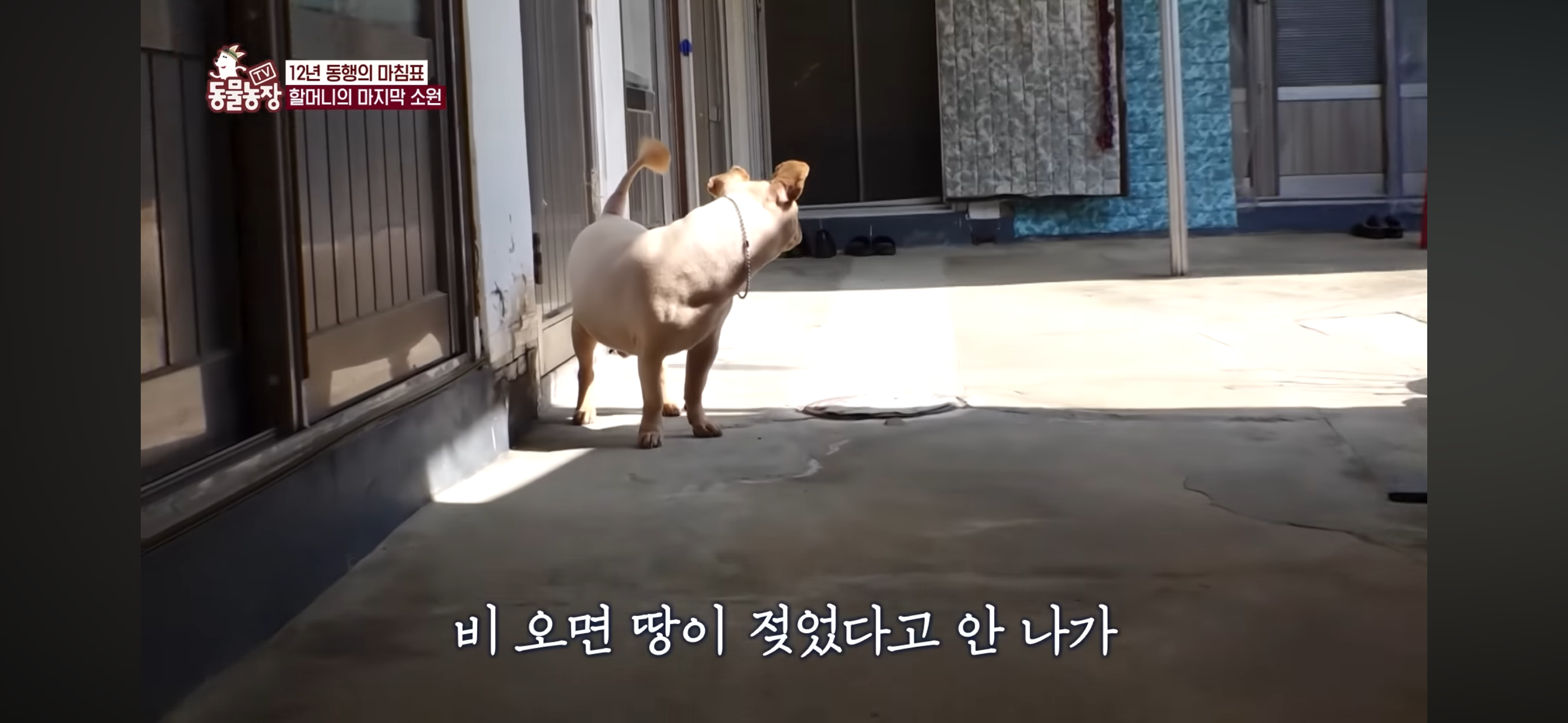 [동물농장]-87세-할머니가-병원-치료를-거부한-이유-77-이미지