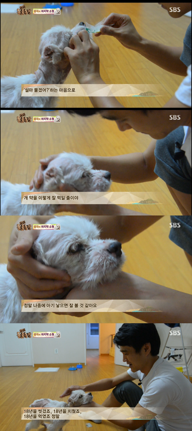 동물농장이-낳은-스타강아지-웅자,-그-후의-이야기-16-이미지