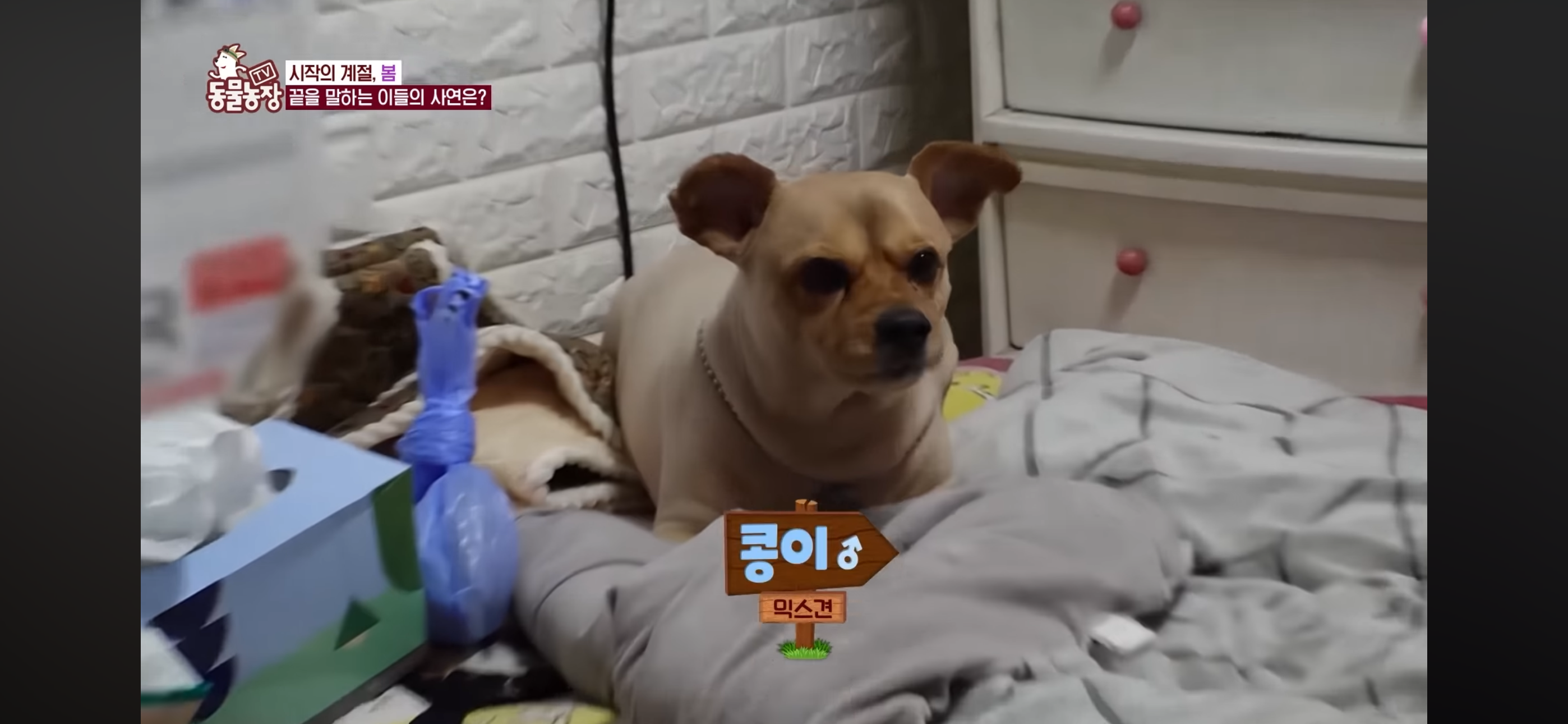 [동물농장]-87세-할머니가-병원-치료를-거부한-이유-4-이미지