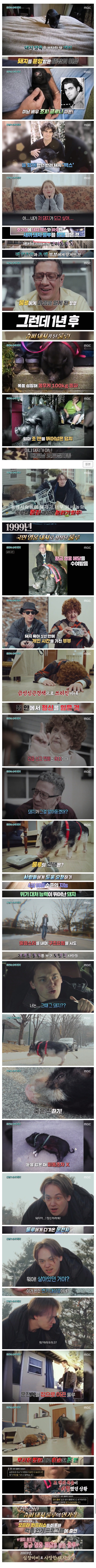 심장마비에-걸린-주인살린-반려돼지-0-이미지