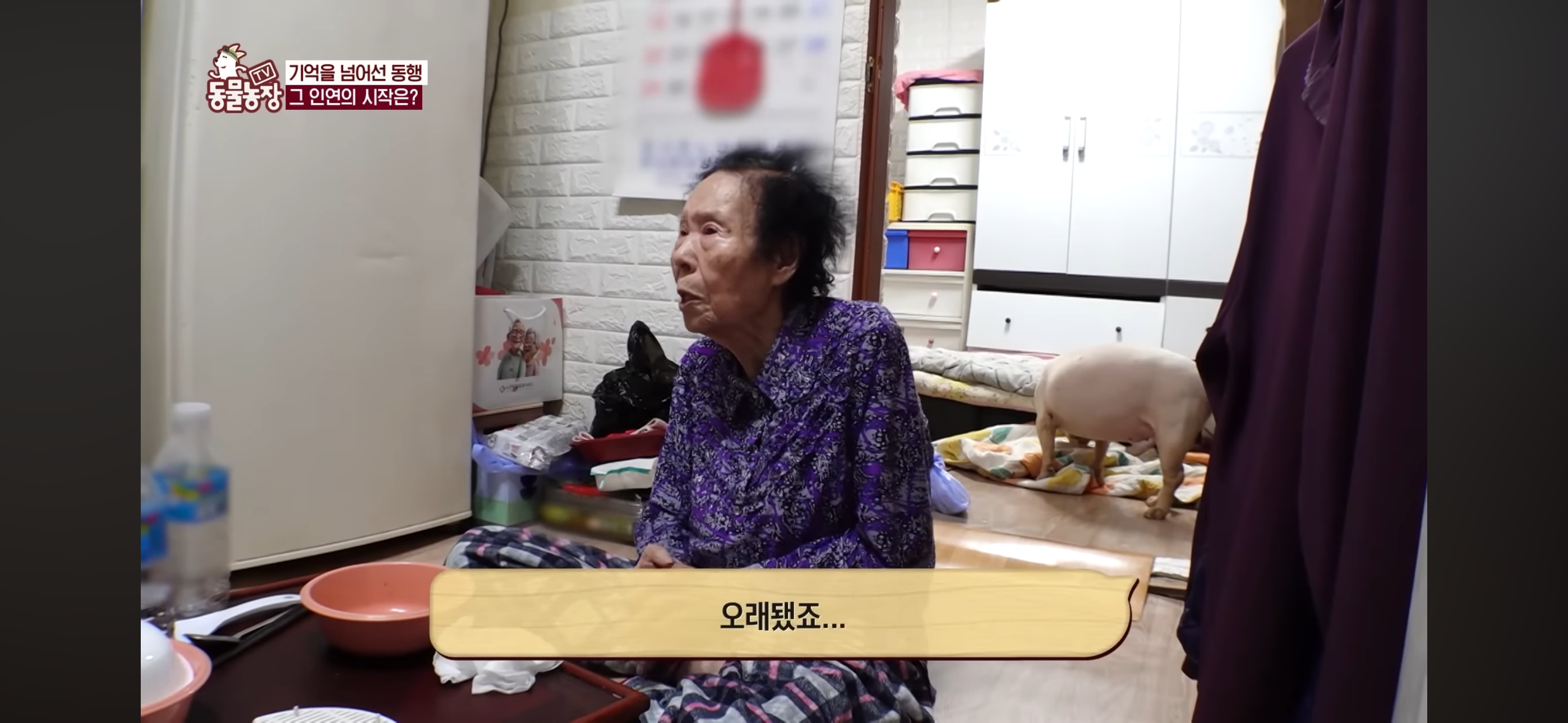 [동물농장]-87세-할머니가-병원-치료를-거부한-이유-38-이미지