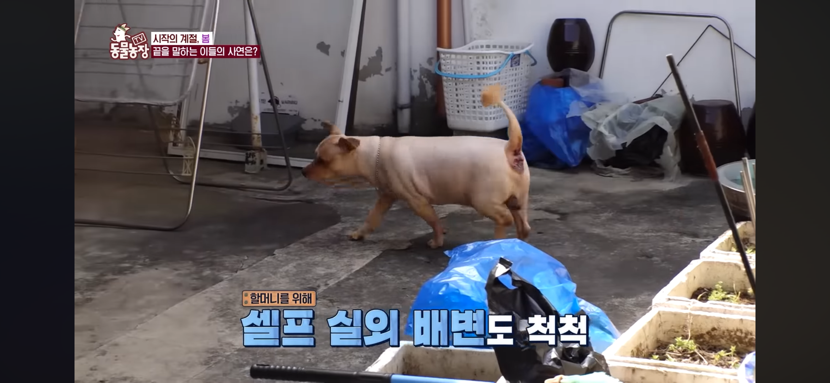 [동물농장]-87세-할머니가-병원-치료를-거부한-이유-24-이미지