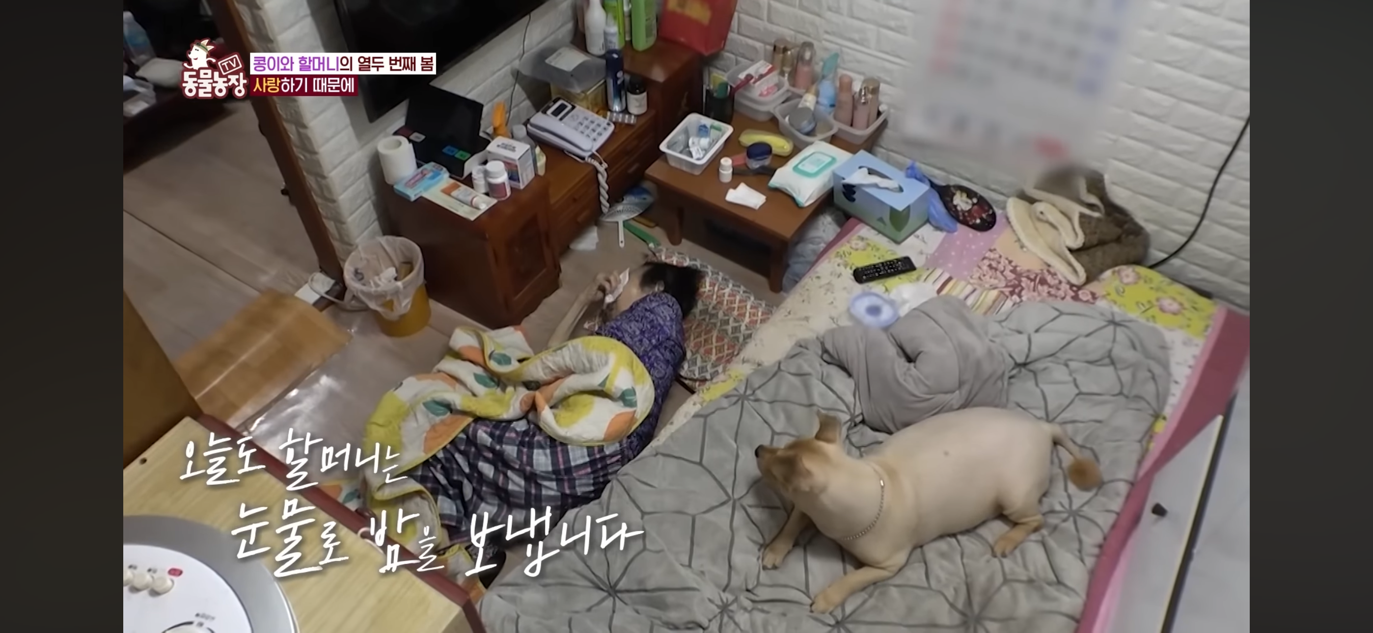 [동물농장]-87세-할머니가-병원-치료를-거부한-이유-60-이미지