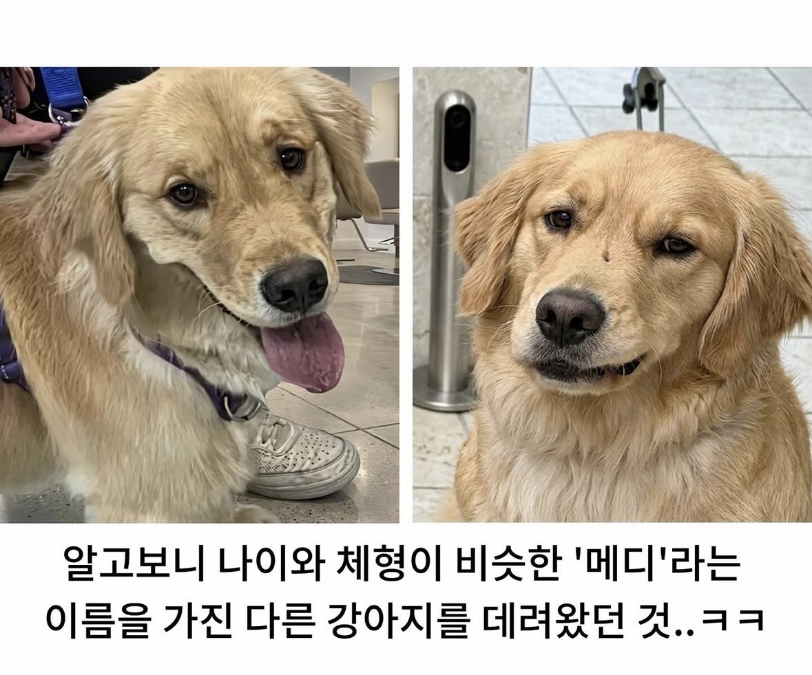 미용실-다녀온-후-사춘기-씨게-온-골댕이.jpg-7-이미지