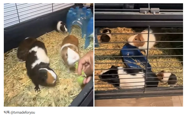 "분명-수컷이랬는데"...-기니피그-두-마리-입양했다가-하루-만에-7식구-된-집사-사연-0-이미지