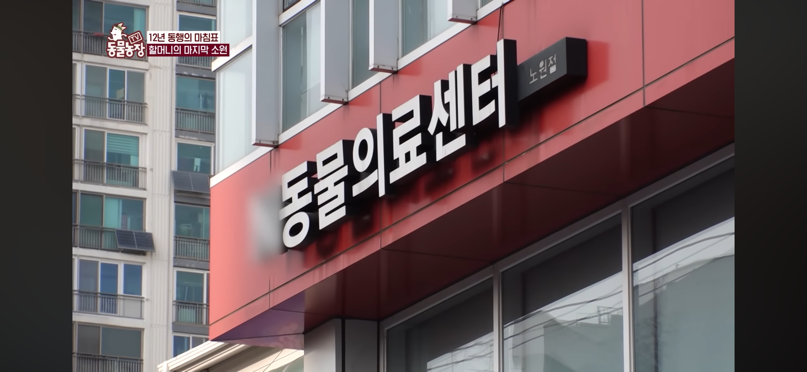 [동물농장]-87세-할머니가-병원-치료를-거부한-이유-84-이미지