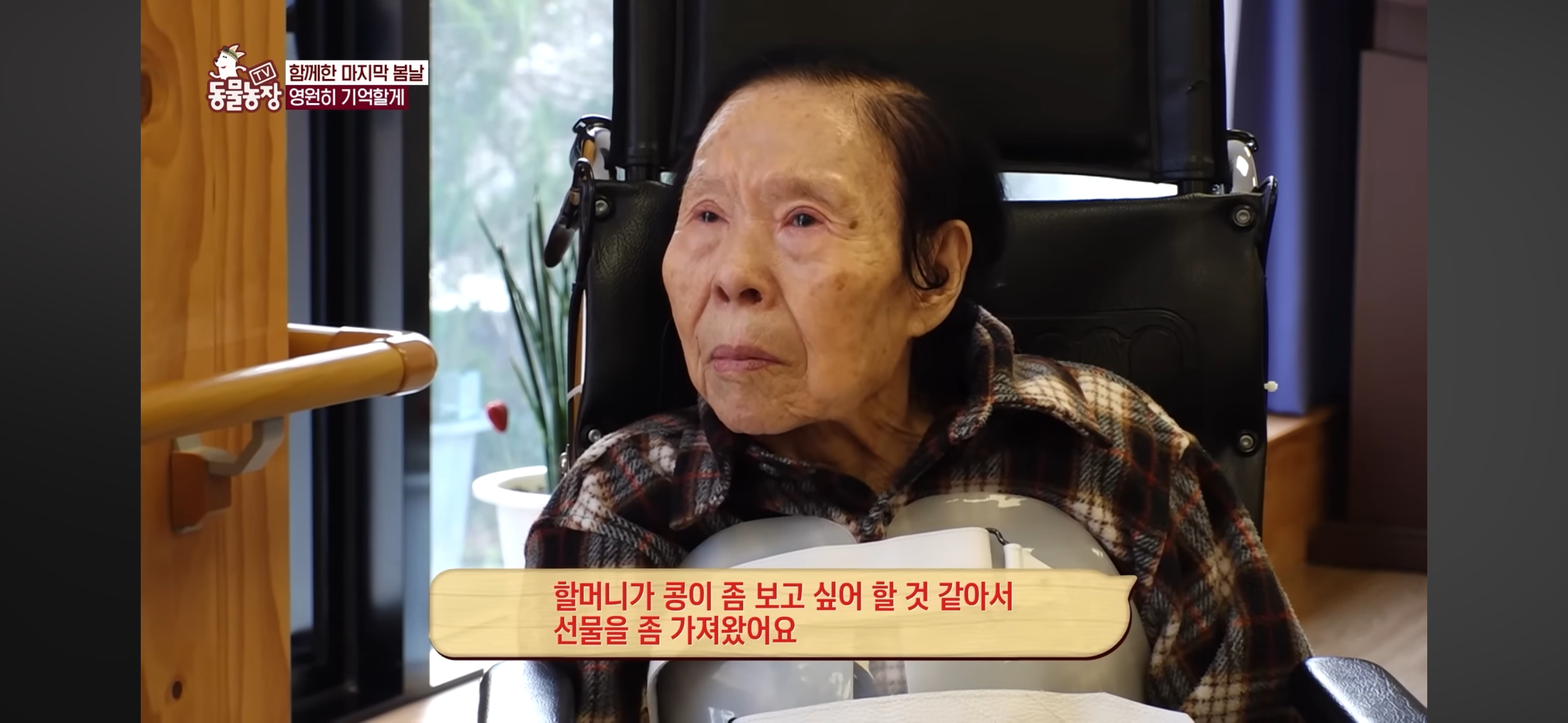 [동물농장]-87세-할머니가-병원-치료를-거부한-이유-93-이미지