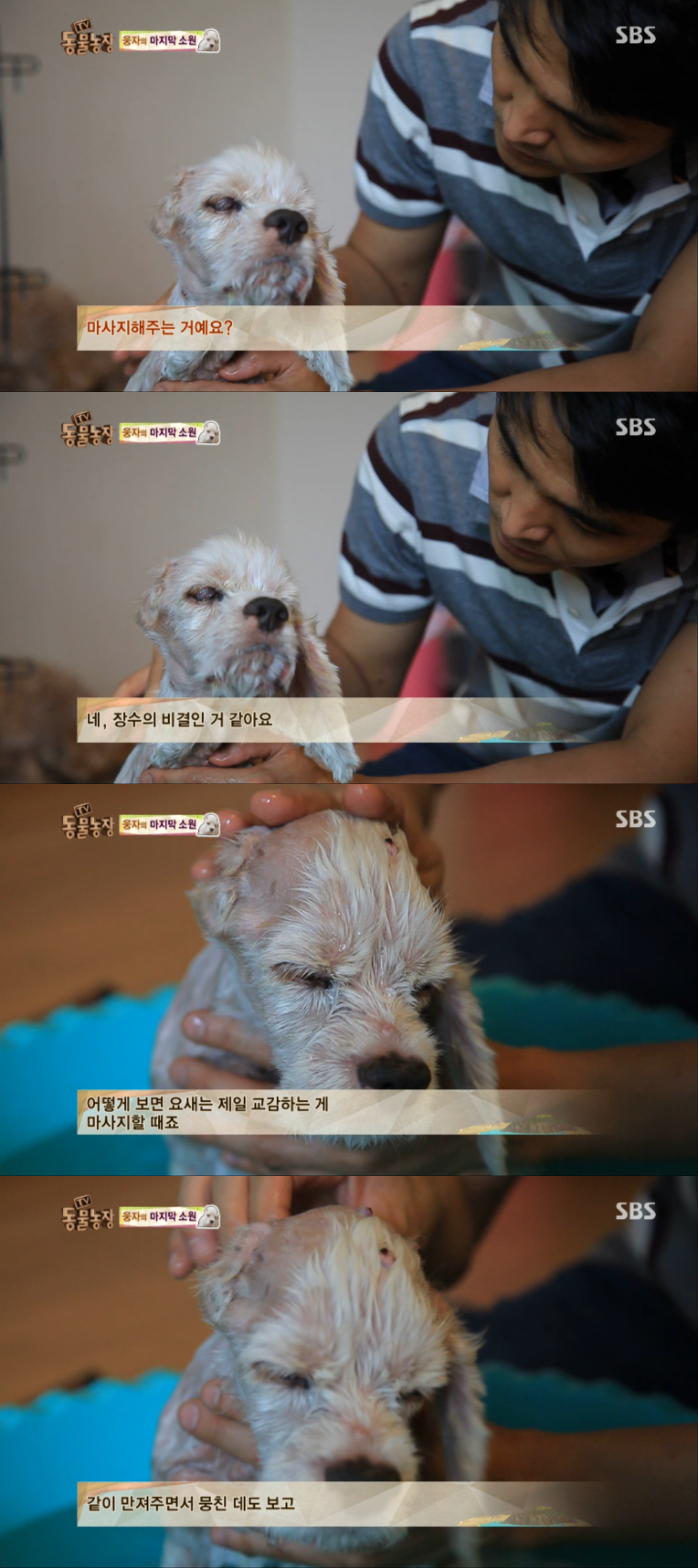 동물농장이-낳은-스타강아지-웅자,-그-후의-이야기-9-이미지