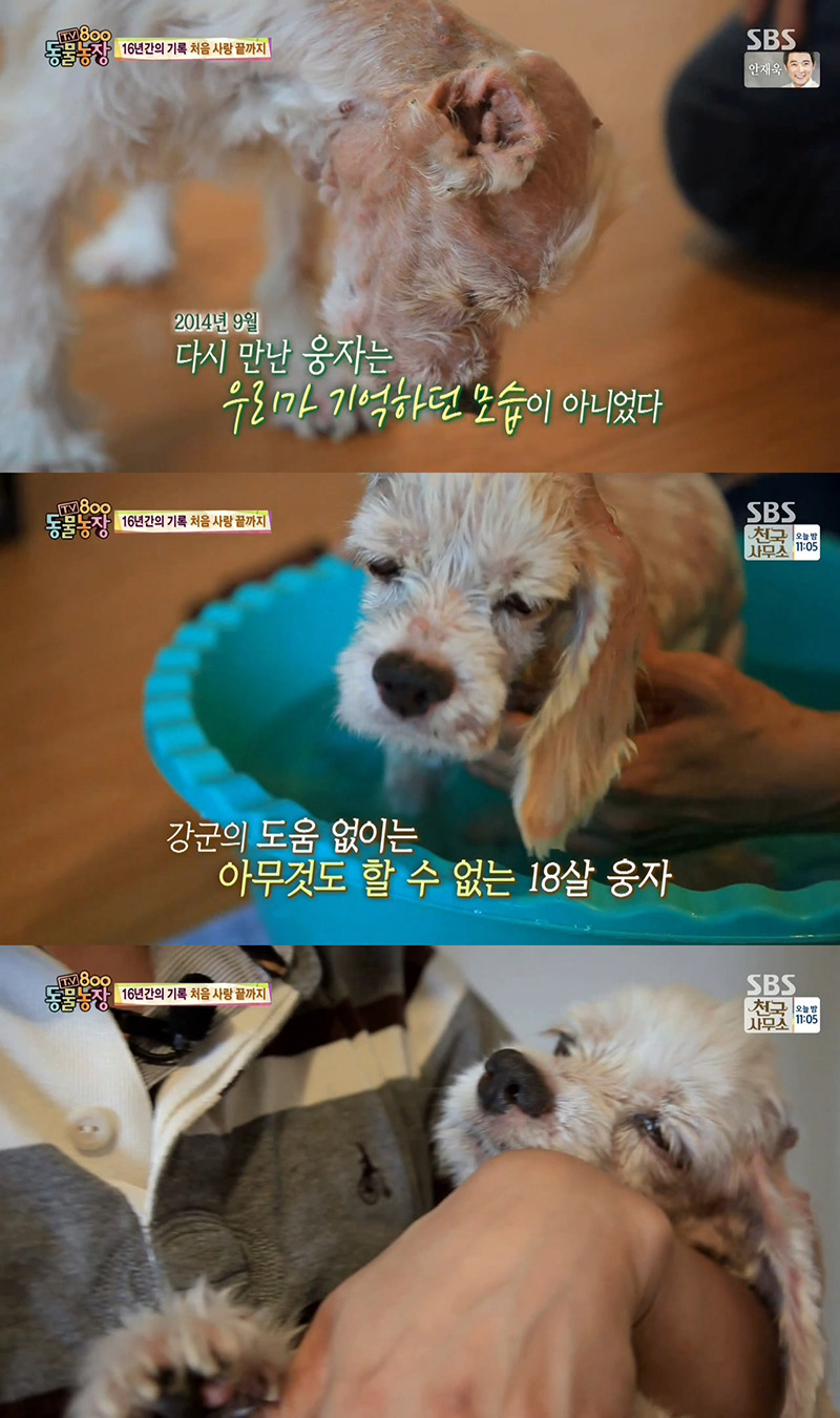 동물농장이-낳은-스타강아지-웅자,-그-후의-이야기-40-이미지