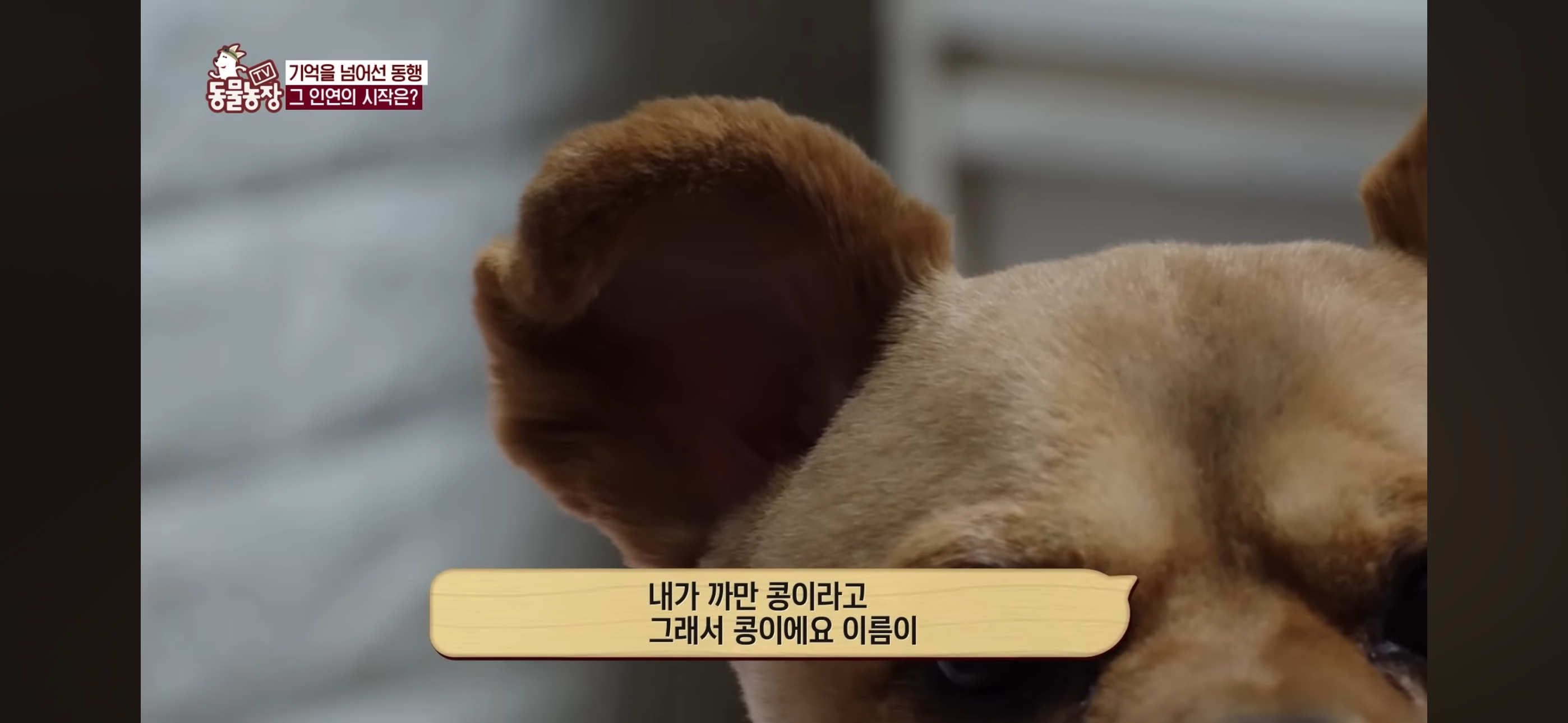 [동물농장]-87세-할머니가-병원-치료를-거부한-이유-33-이미지