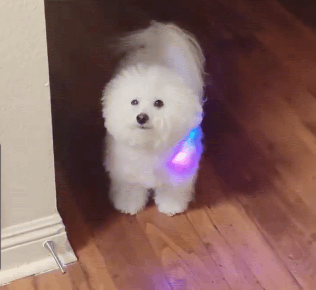 밤-산책용-목걸이-착용한-비숑-0-이미지