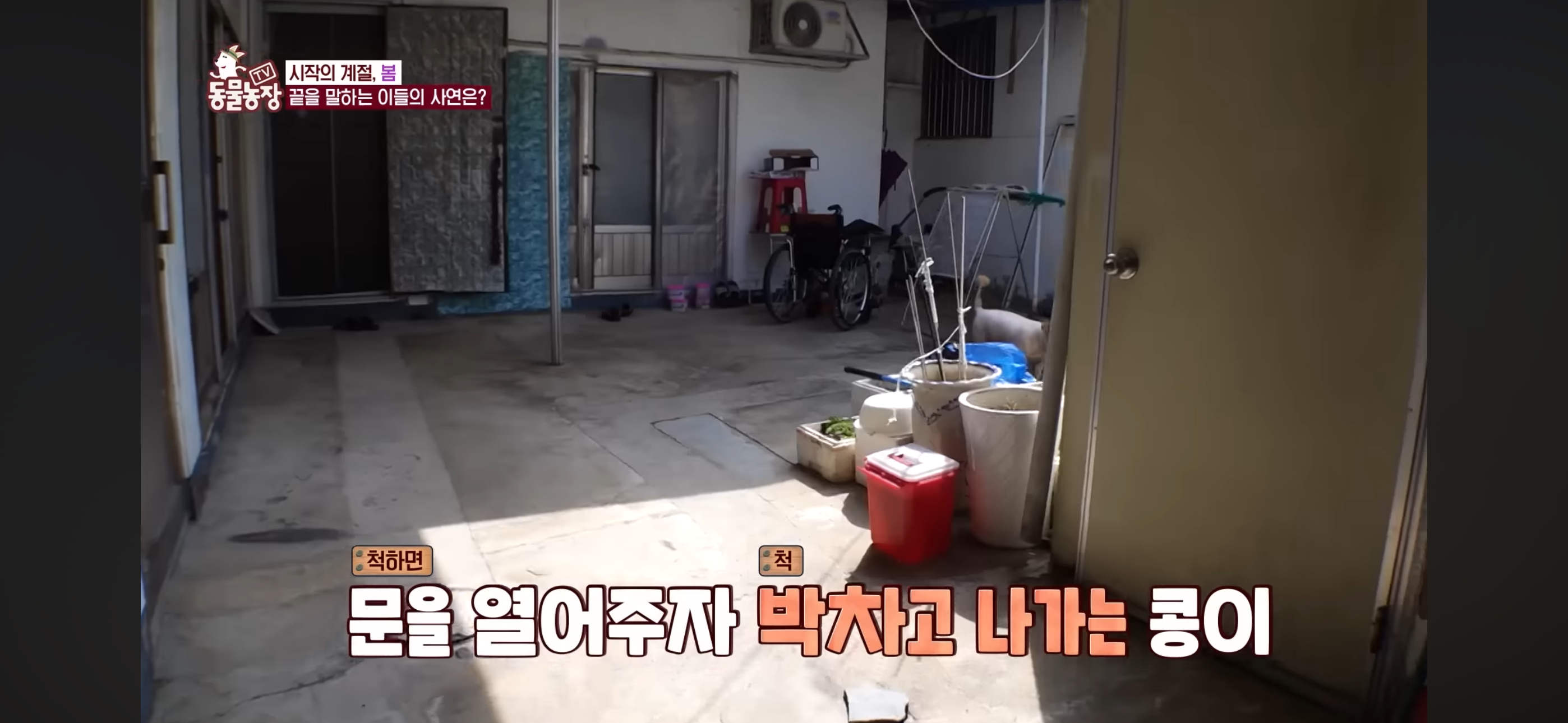 [동물농장]-87세-할머니가-병원-치료를-거부한-이유-22-이미지