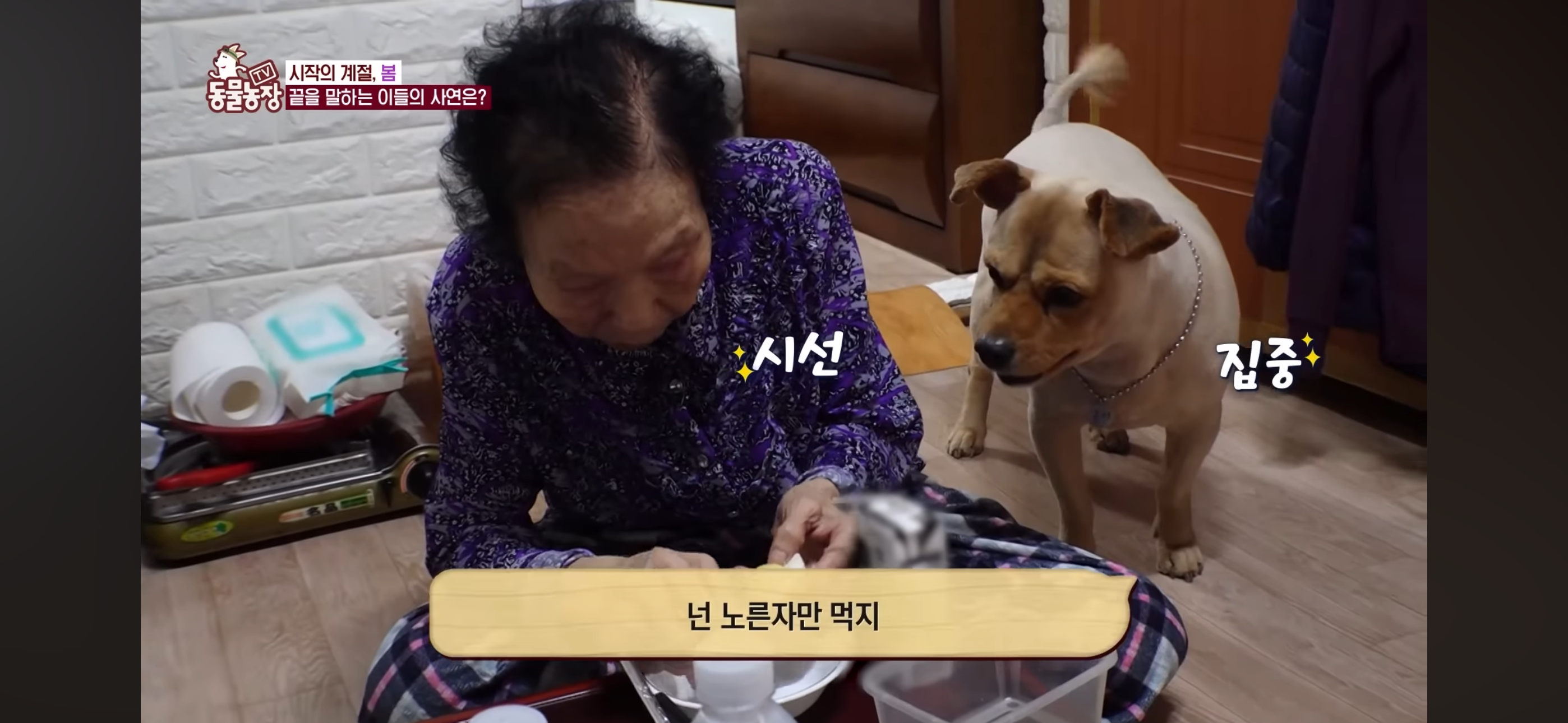 [동물농장]-87세-할머니가-병원-치료를-거부한-이유-15-이미지