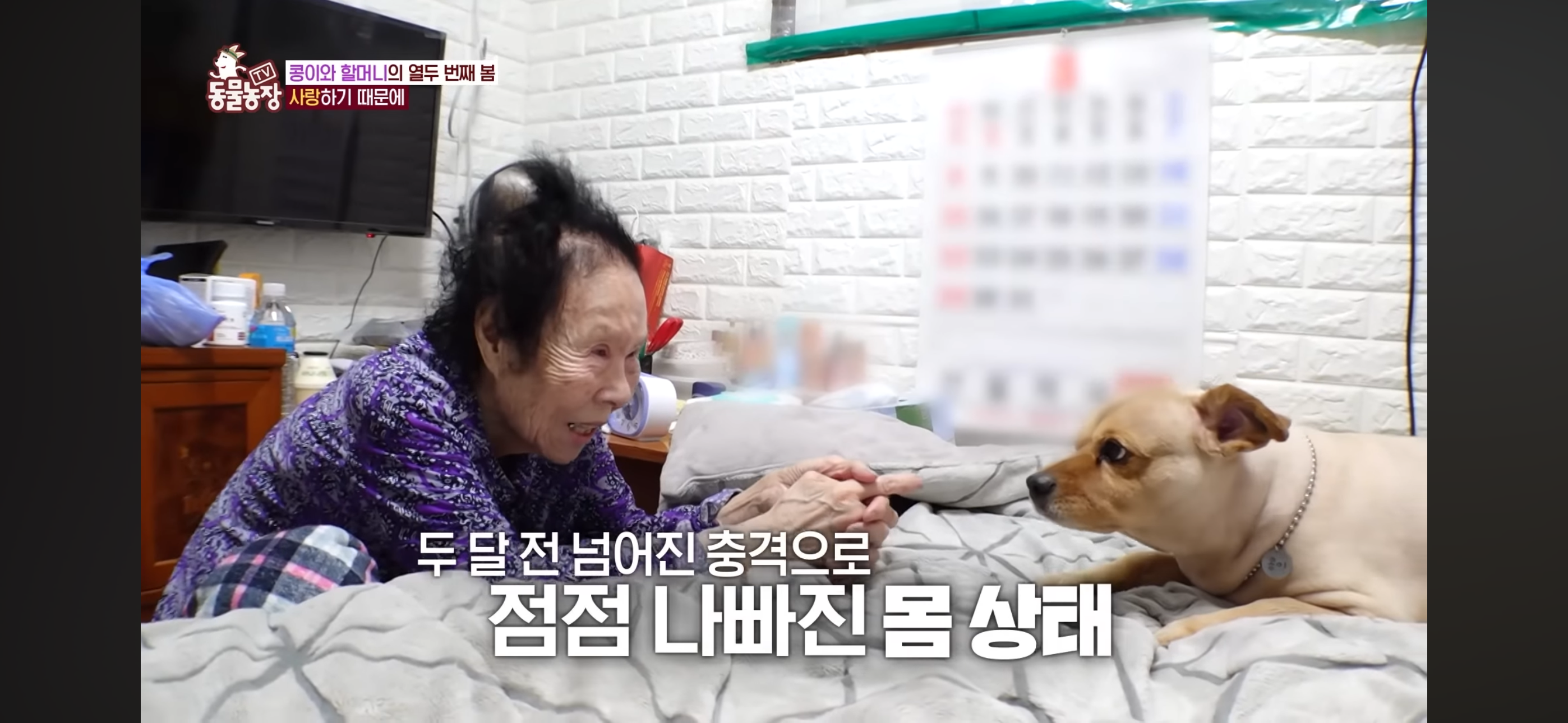 [동물농장]-87세-할머니가-병원-치료를-거부한-이유-48-이미지