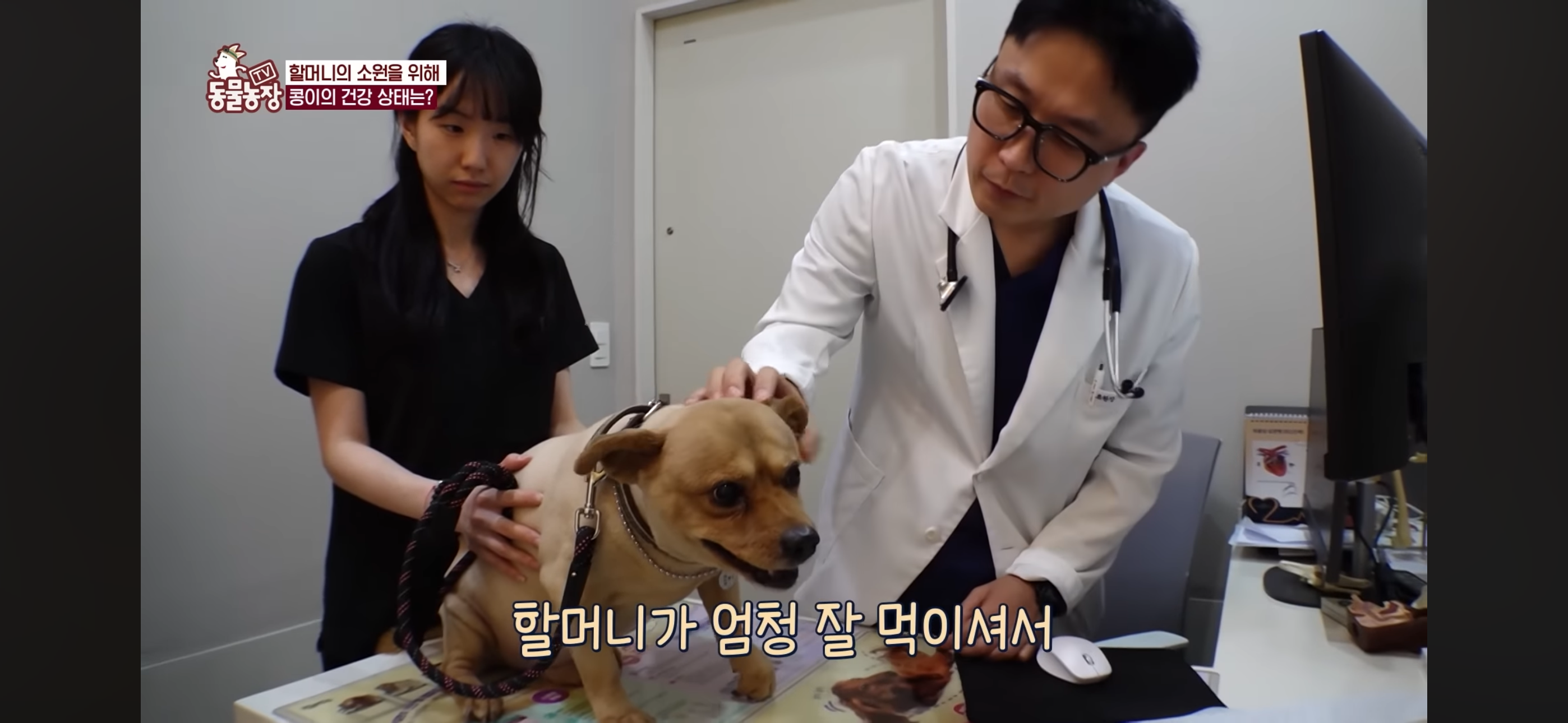 [동물농장]-87세-할머니가-병원-치료를-거부한-이유-85-이미지