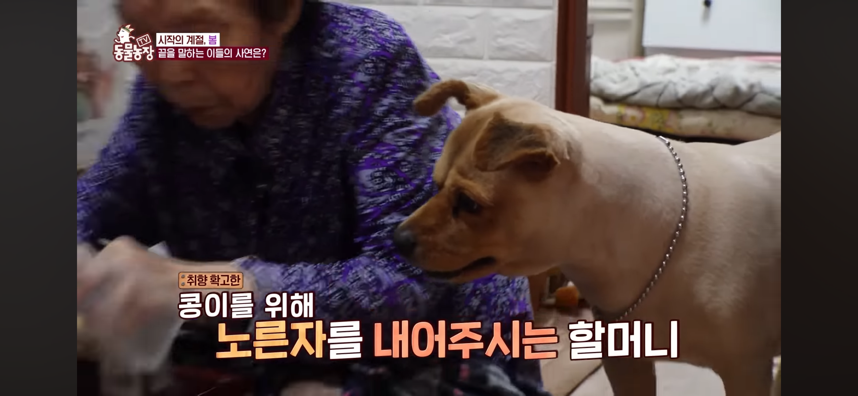 [동물농장]-87세-할머니가-병원-치료를-거부한-이유-16-이미지