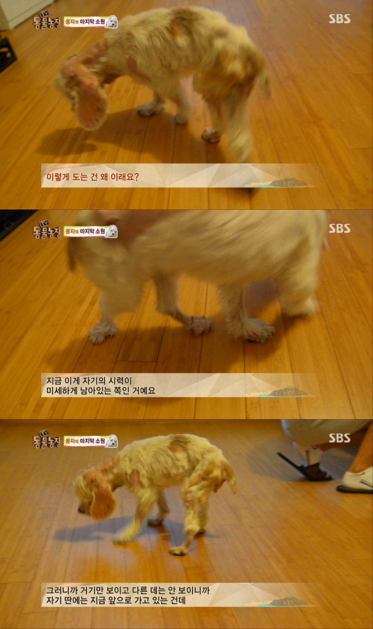 동물농장이-낳은-스타강아지-웅자,-그-후의-이야기-6-이미지