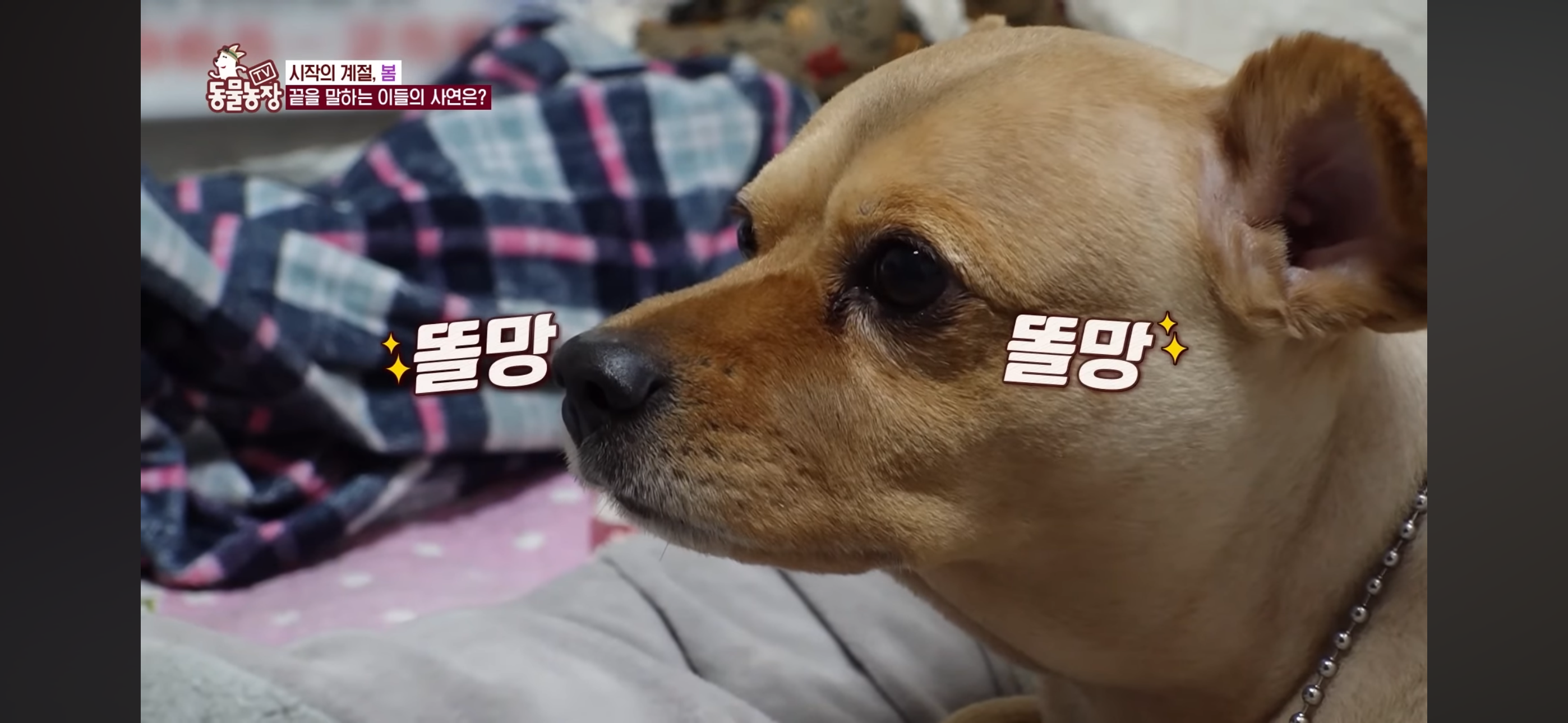 [동물농장]-87세-할머니가-병원-치료를-거부한-이유-8-이미지