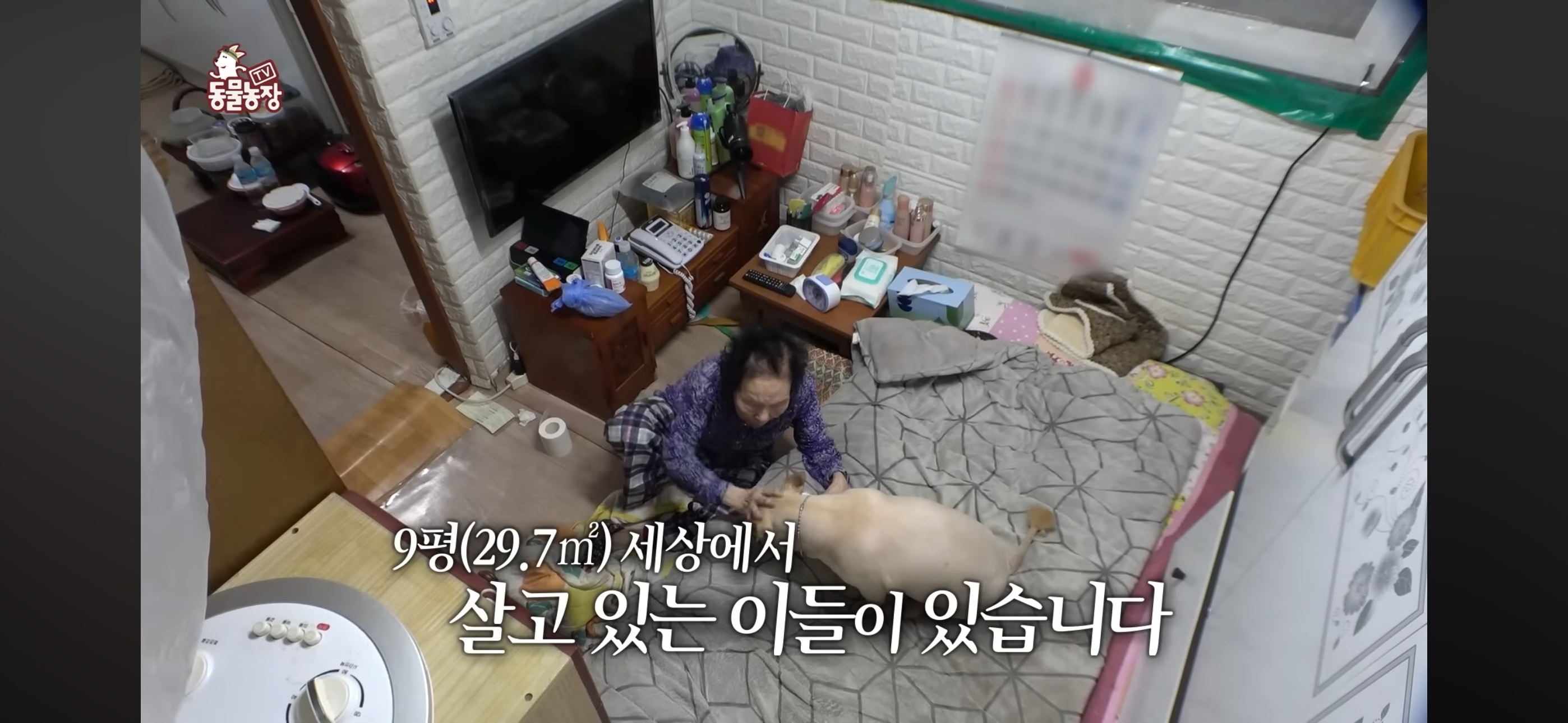 [동물농장]-87세-할머니가-병원-치료를-거부한-이유-0-이미지