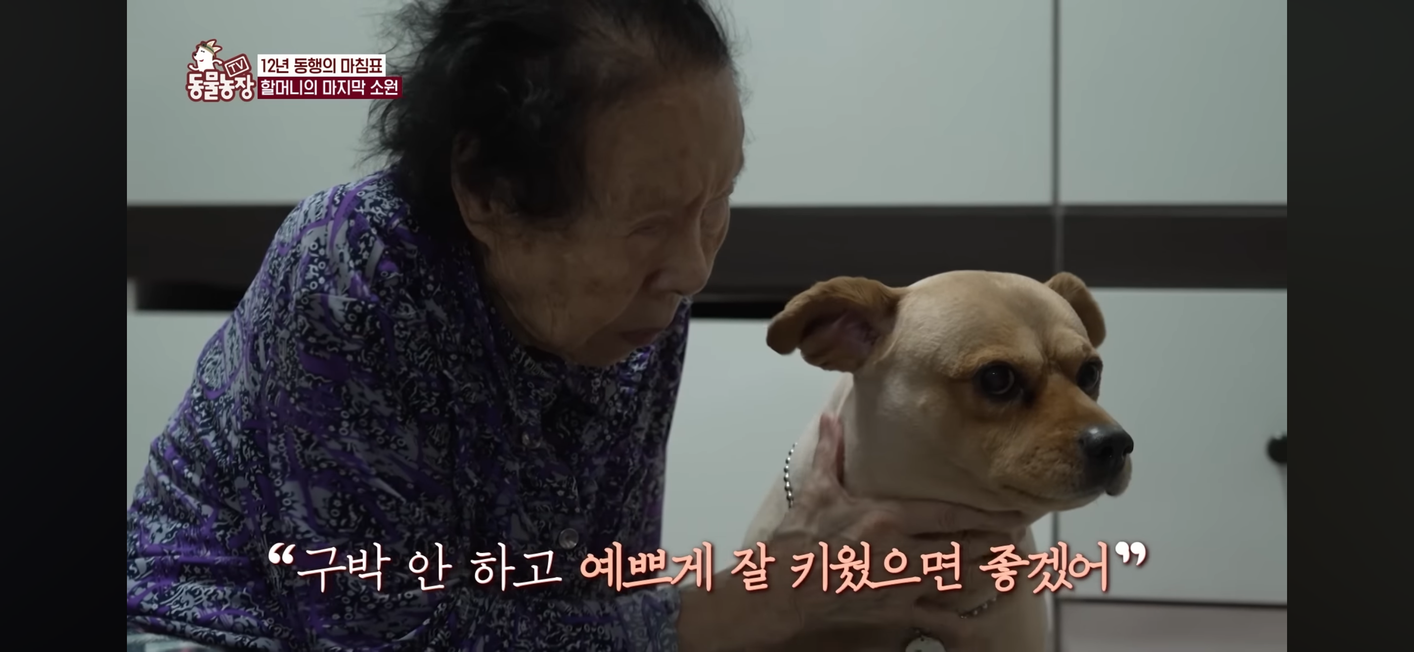 [동물농장]-87세-할머니가-병원-치료를-거부한-이유-80-이미지