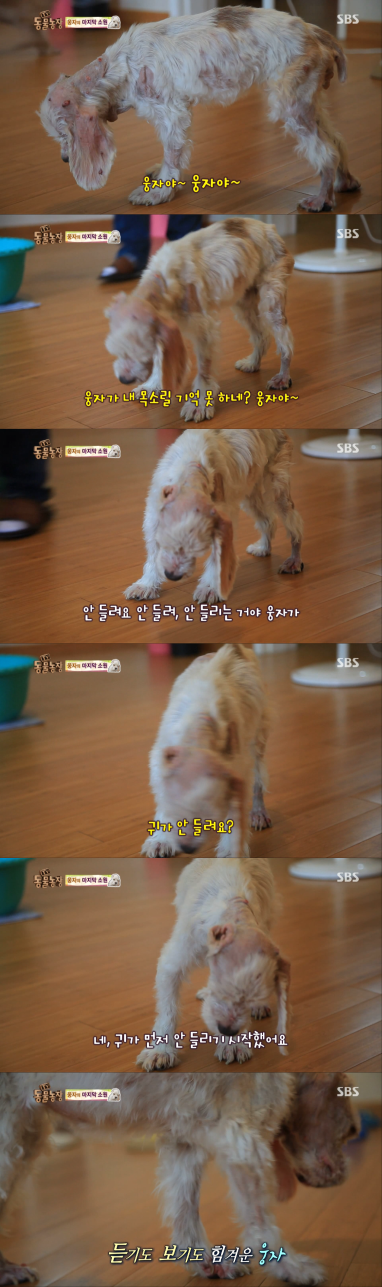 동물농장이-낳은-스타강아지-웅자,-그-후의-이야기-5-이미지