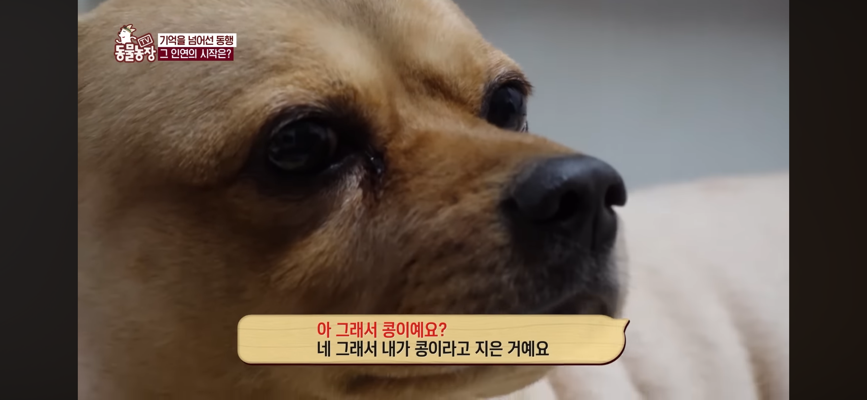 [동물농장]-87세-할머니가-병원-치료를-거부한-이유-34-이미지