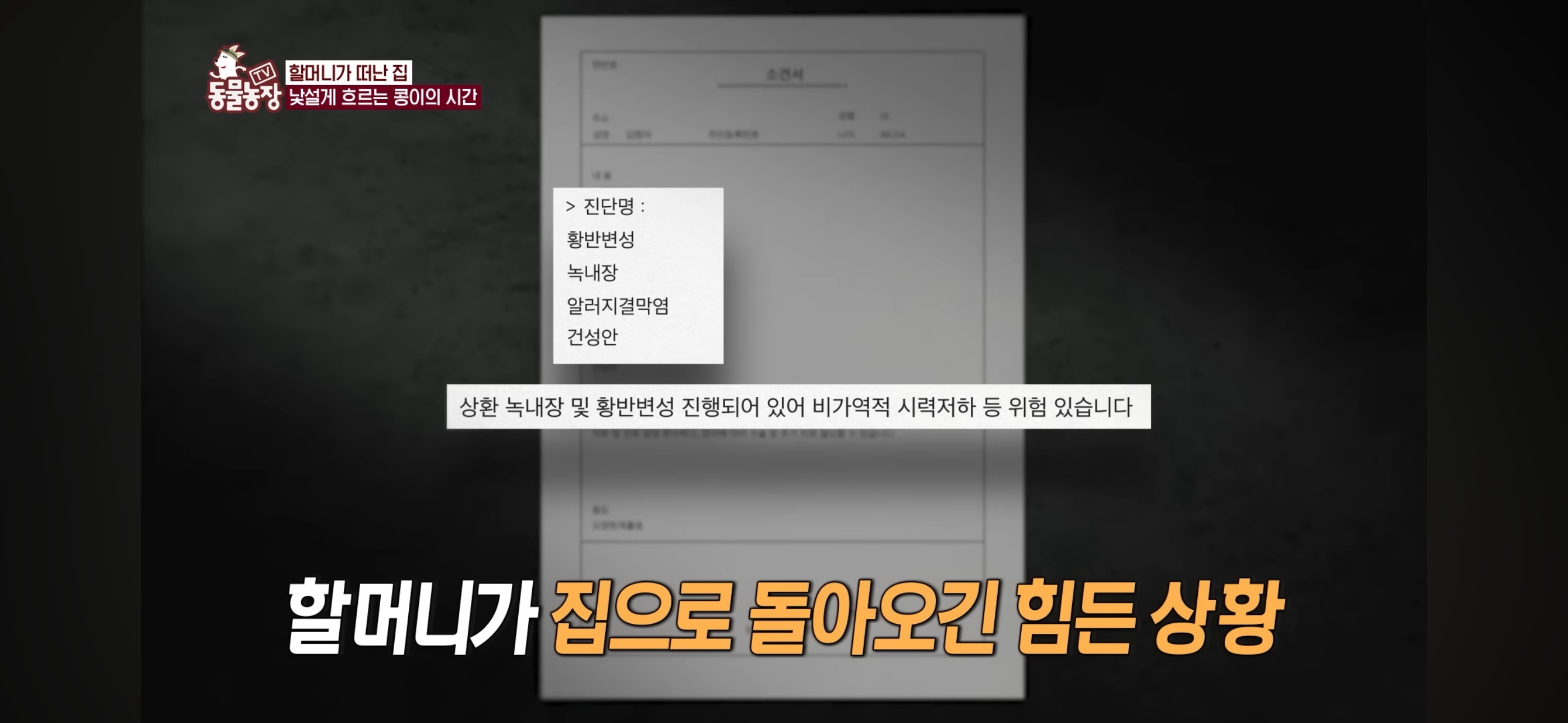 [동물농장]-87세-할머니가-병원-치료를-거부한-이유-66-이미지