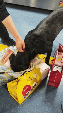 마약탐지견-때문에-뒤집어진-제주공항-1-이미지