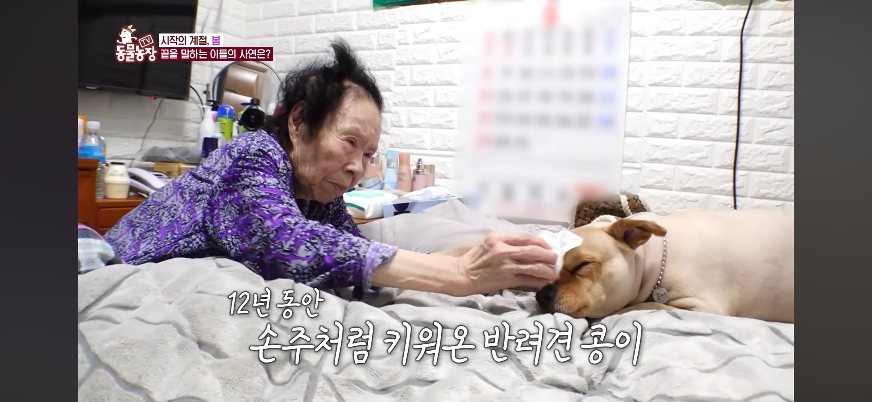 [동물농장]-87세-할머니가-병원-치료를-거부한-이유-7-이미지