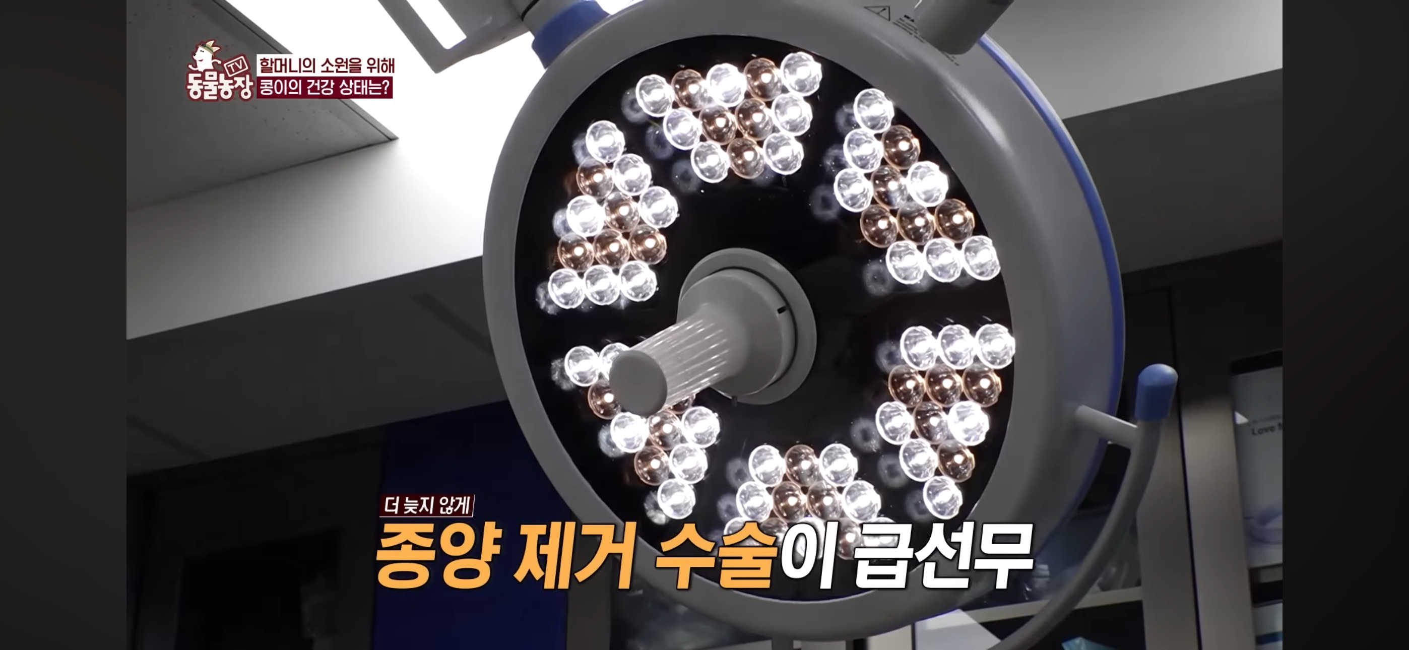 [동물농장]-87세-할머니가-병원-치료를-거부한-이유-88-이미지