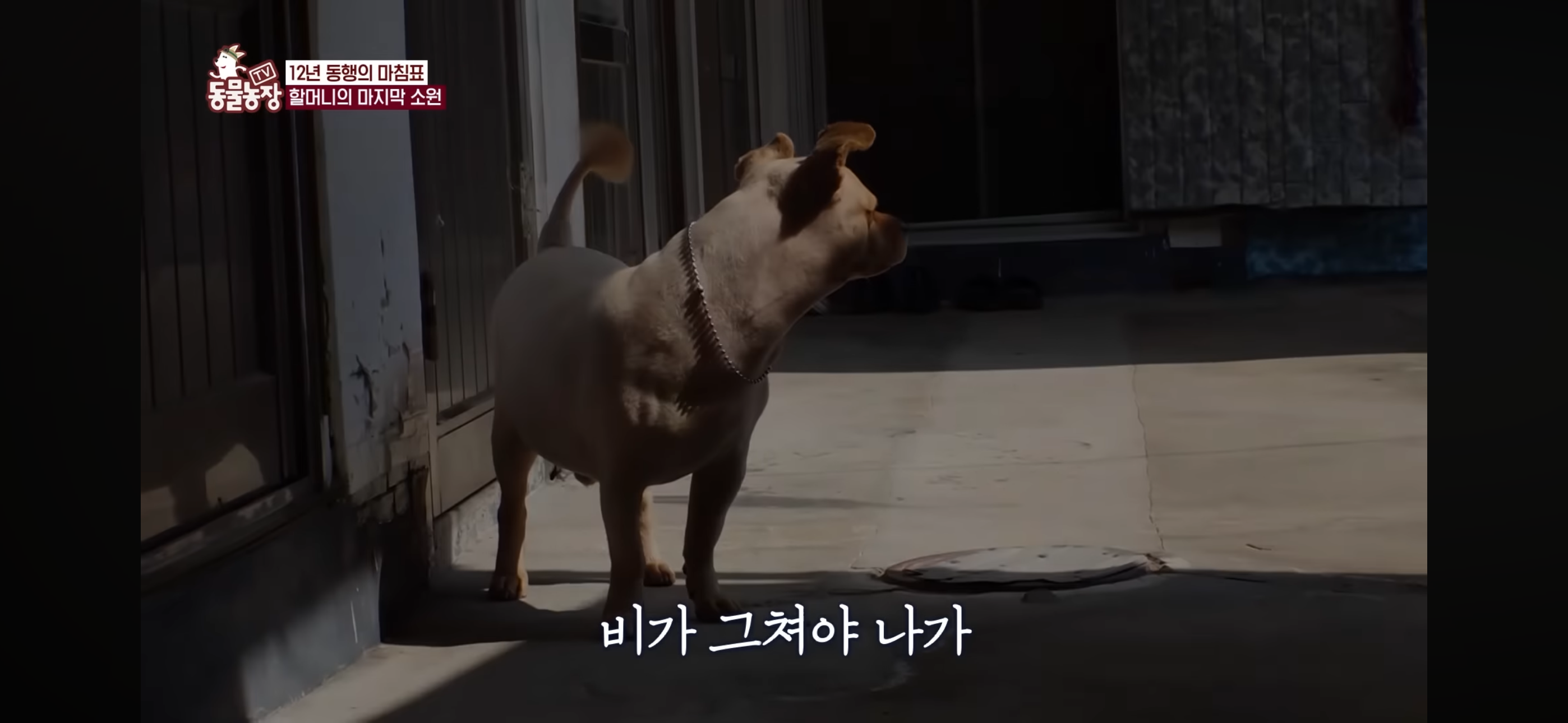 [동물농장]-87세-할머니가-병원-치료를-거부한-이유-78-이미지