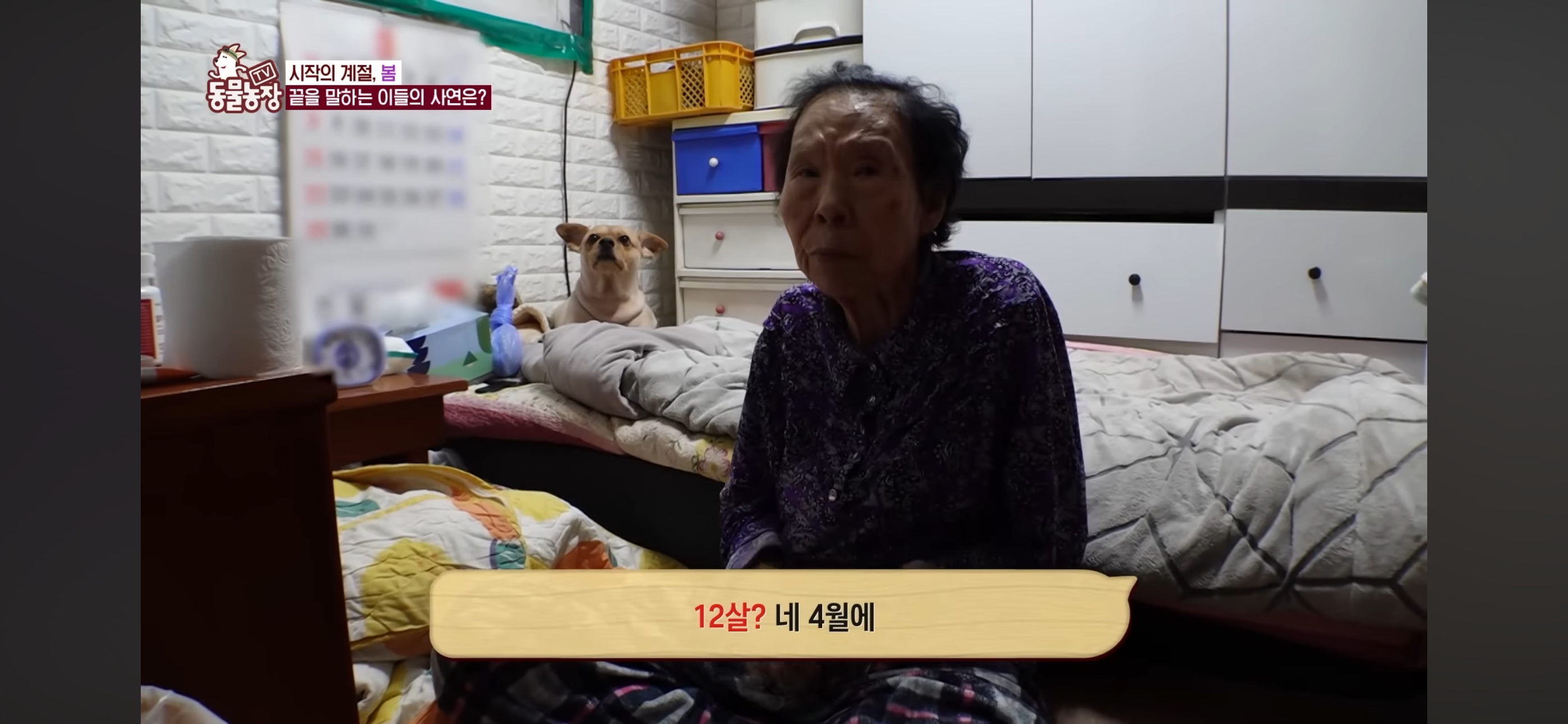 [동물농장]-87세-할머니가-병원-치료를-거부한-이유-6-이미지