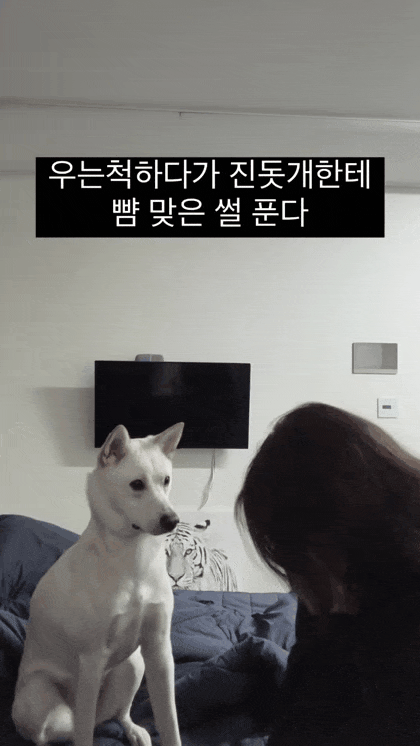 주인이-우는척하니까-뺨-때려버리는-진돗개-0-이미지