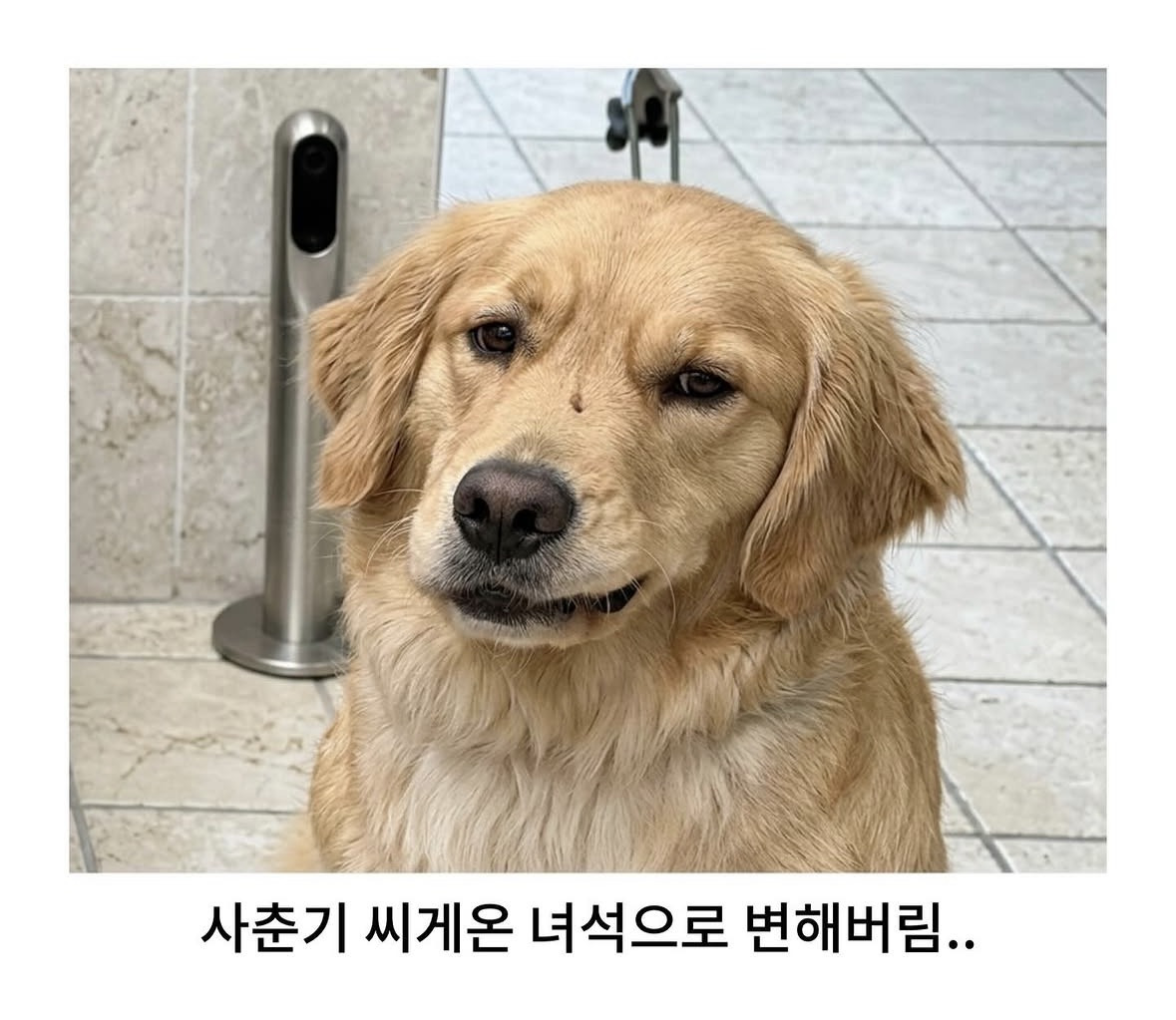 미용실-다녀온-후-사춘기-씨게-온-골댕이.jpg-3-이미지