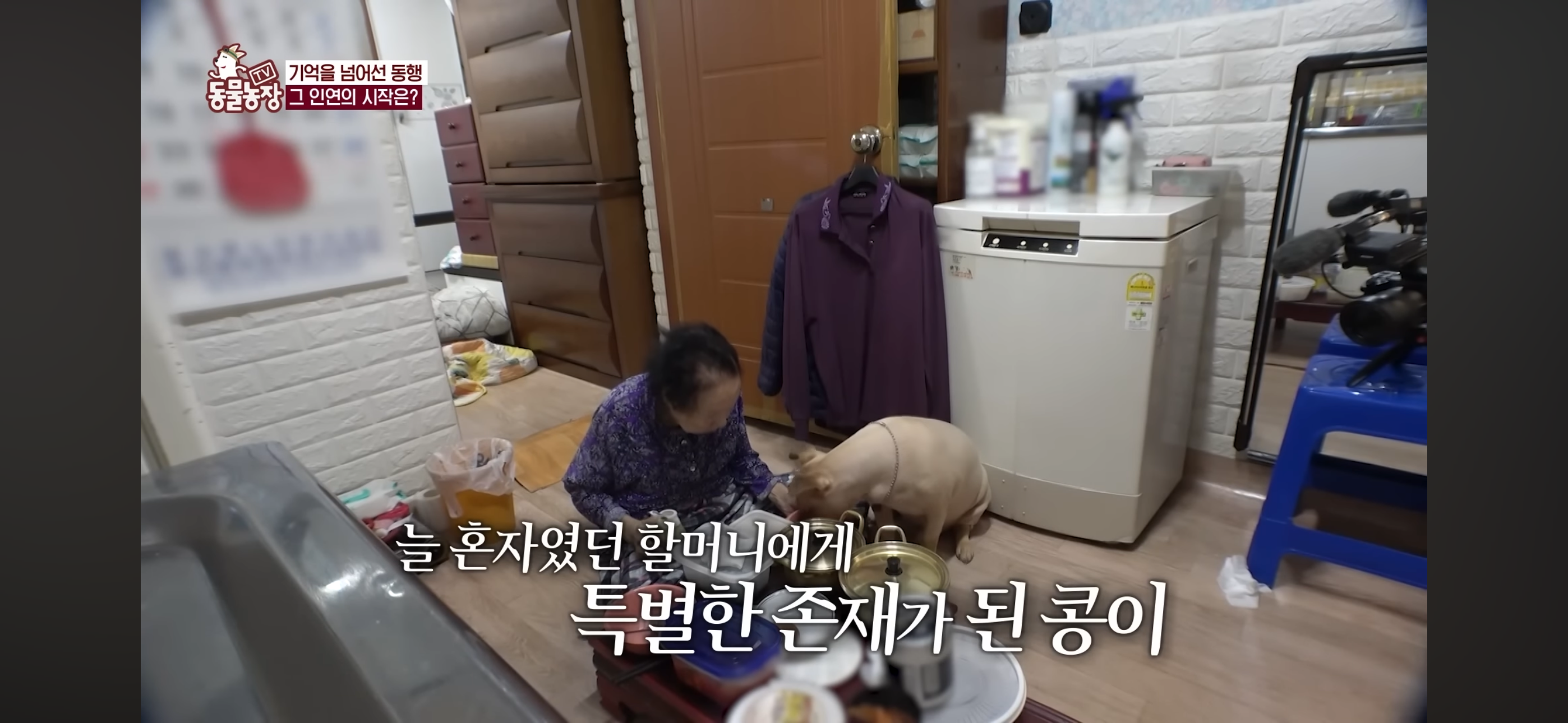 [동물농장]-87세-할머니가-병원-치료를-거부한-이유-40-이미지